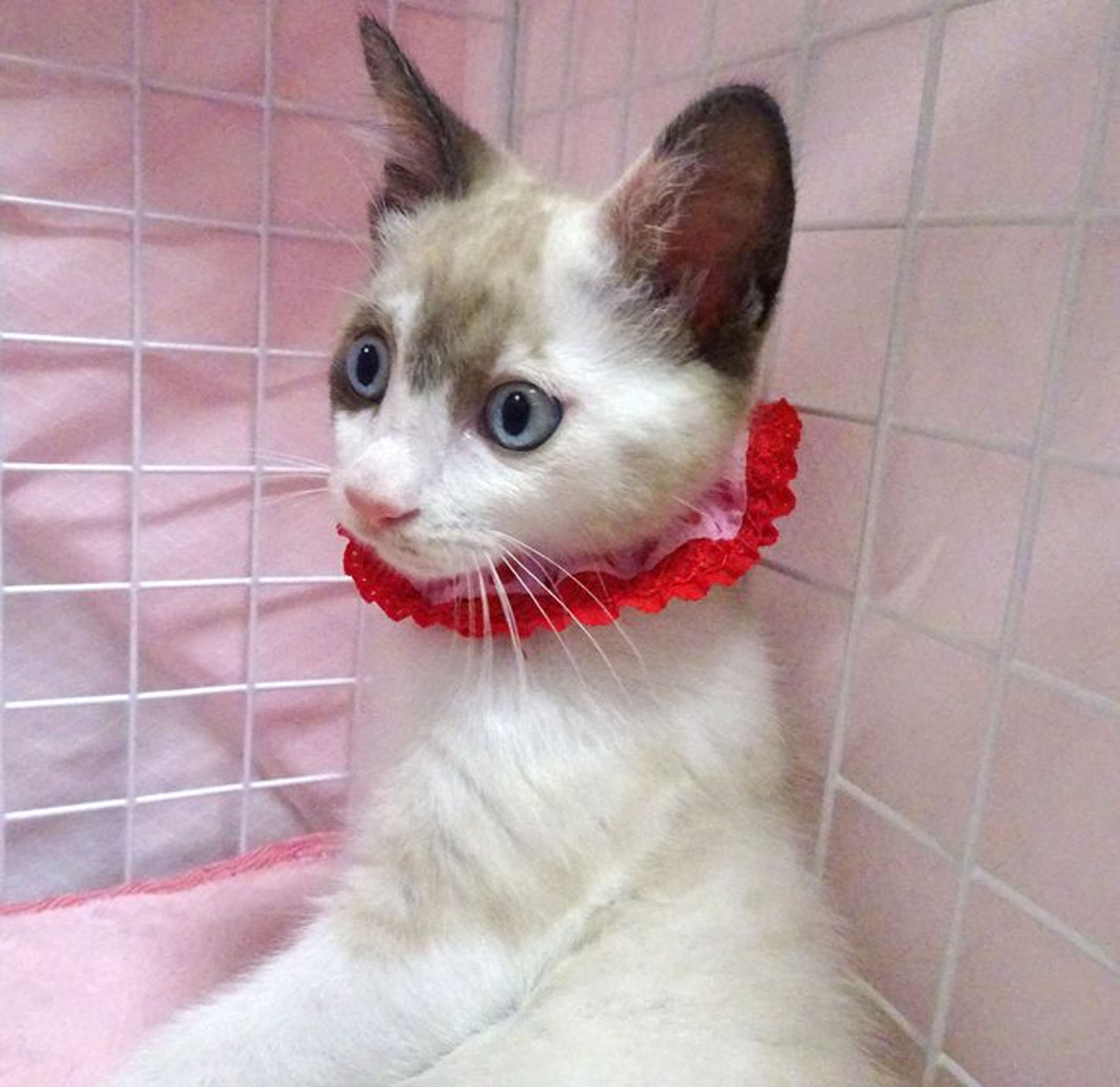 pet-image-4
