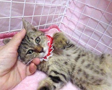 愛(あい)ちゃんの写真