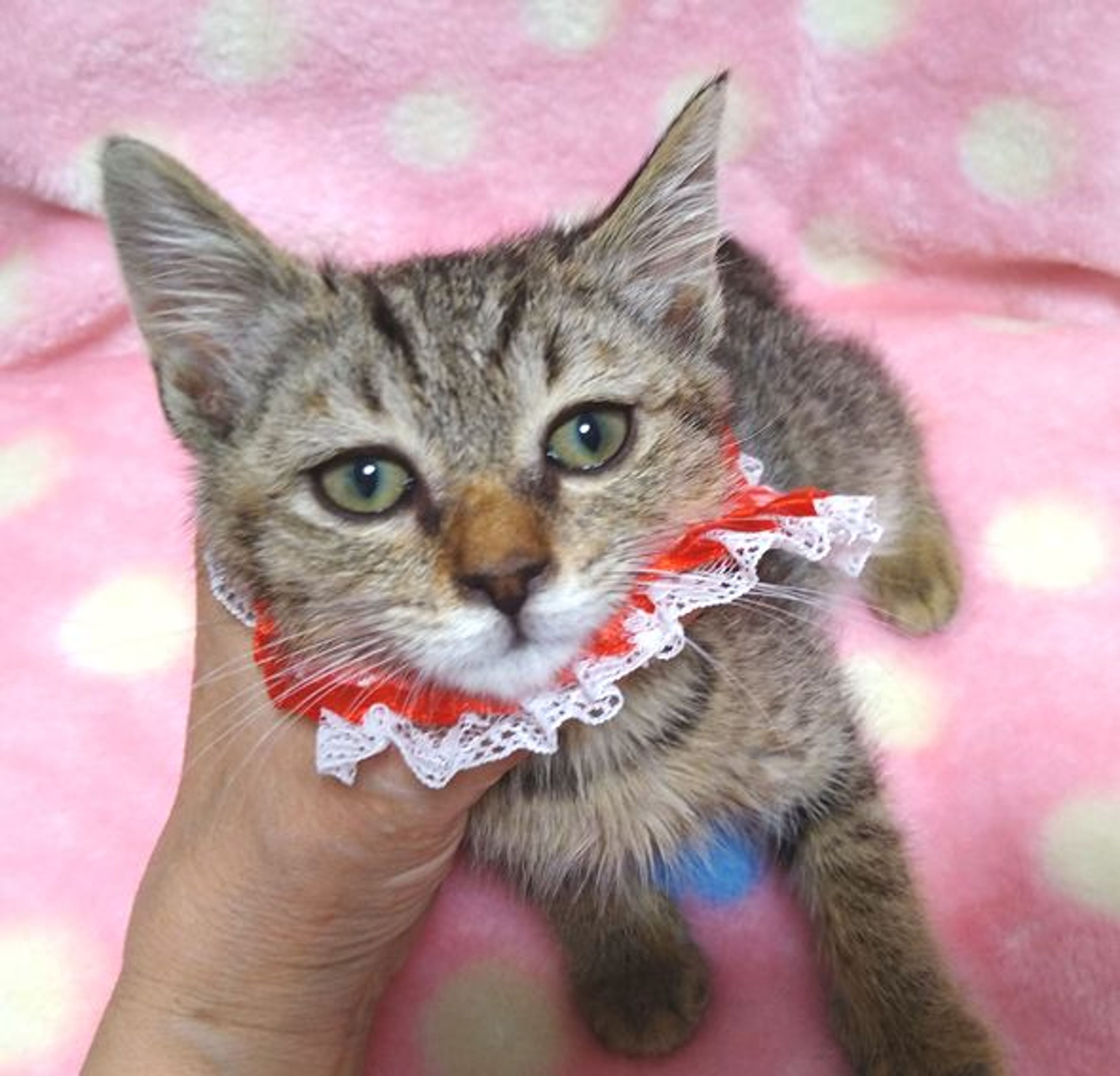 pet-image-3