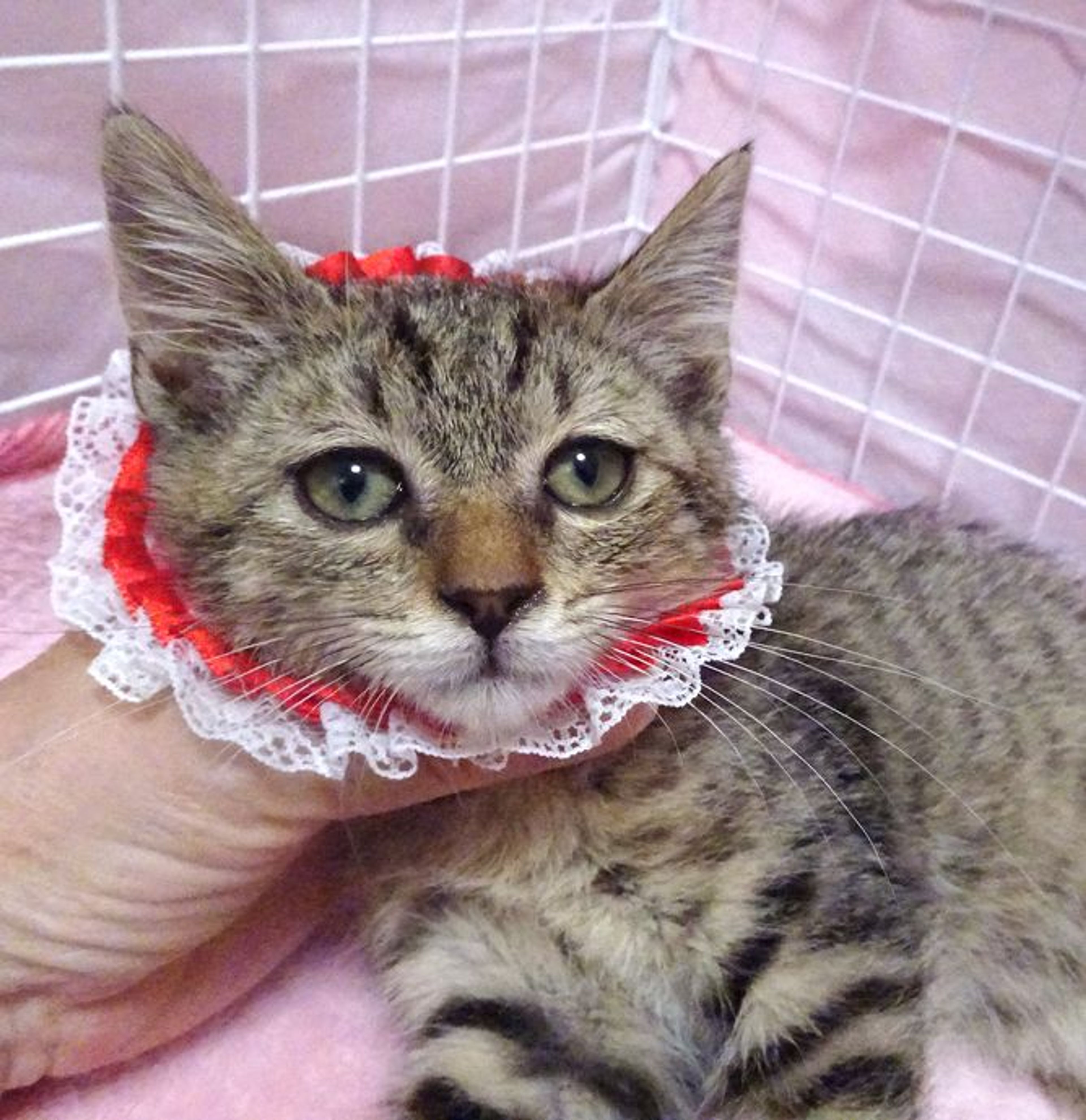 pet-image-4