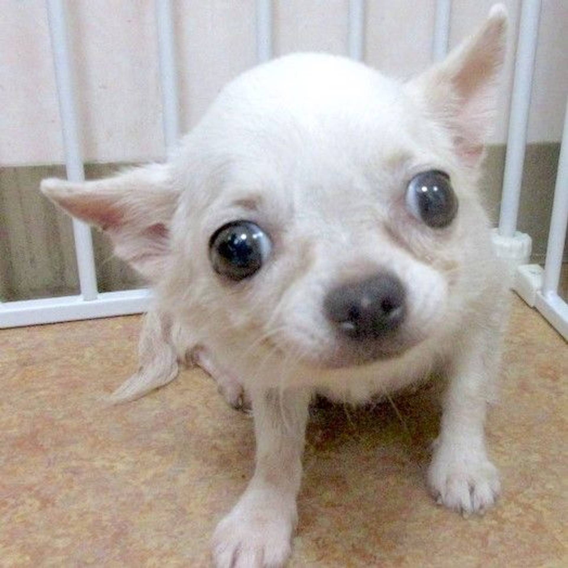 チワワ・メスの里親募集の写真
