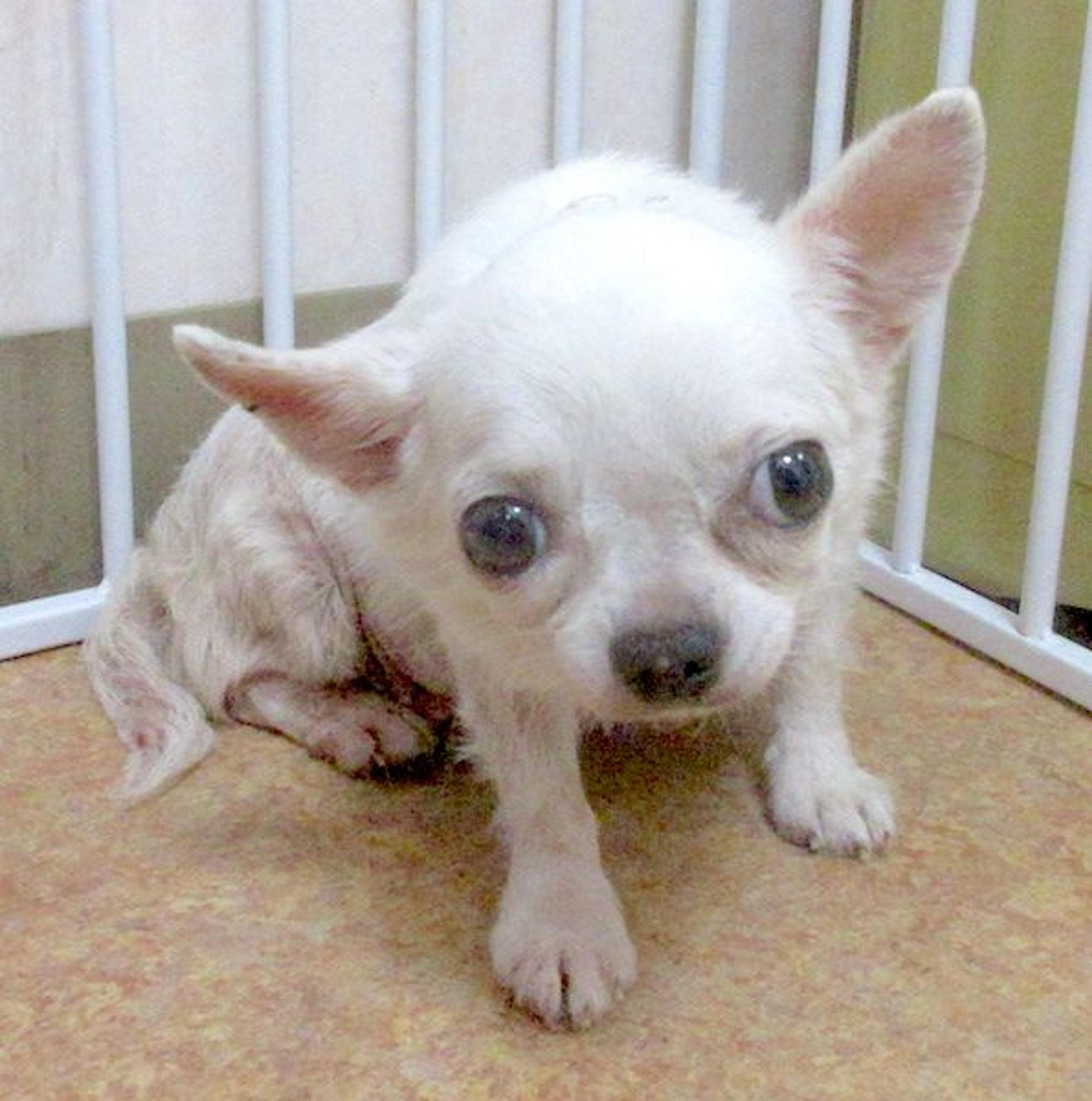 pet-image-2