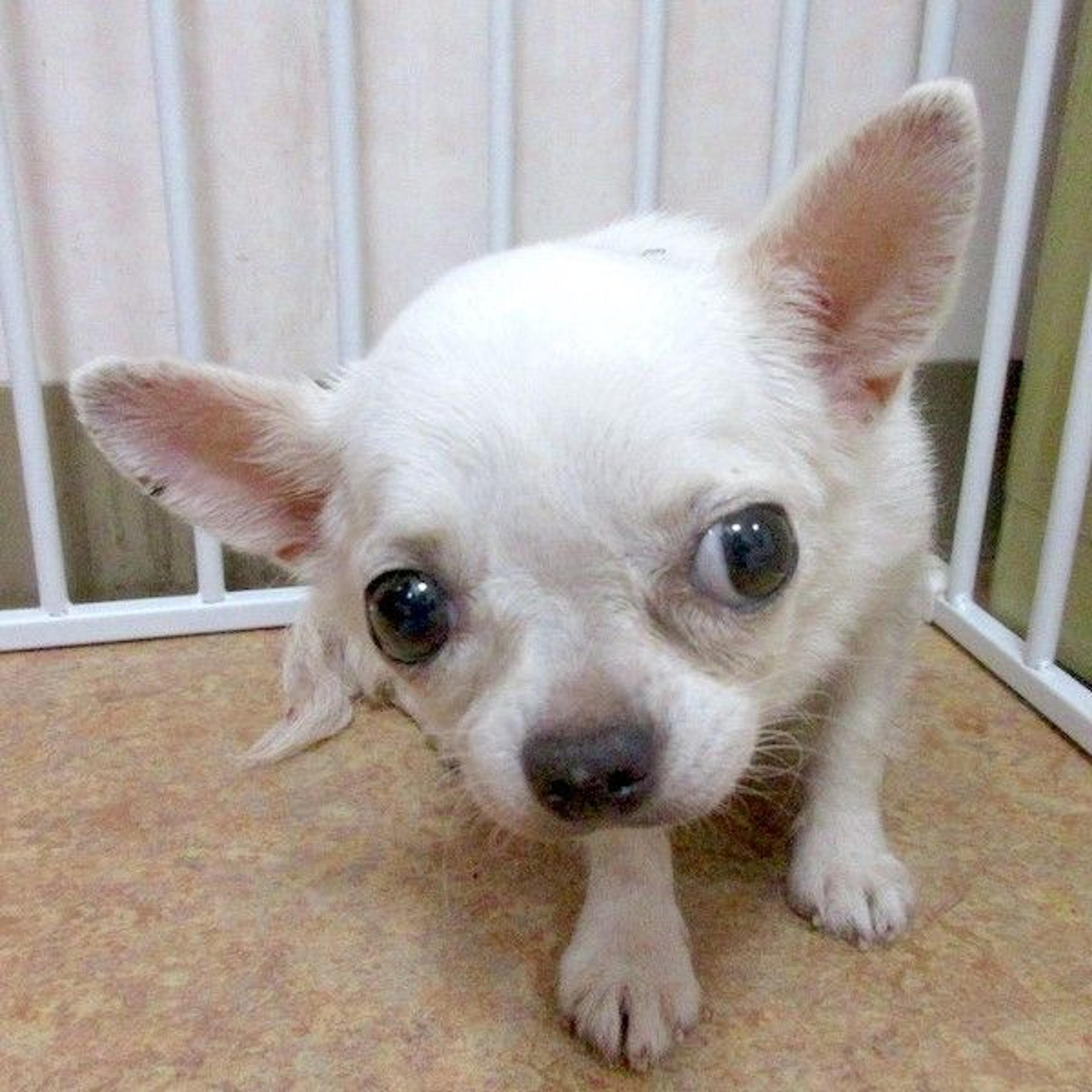 pet-image-3