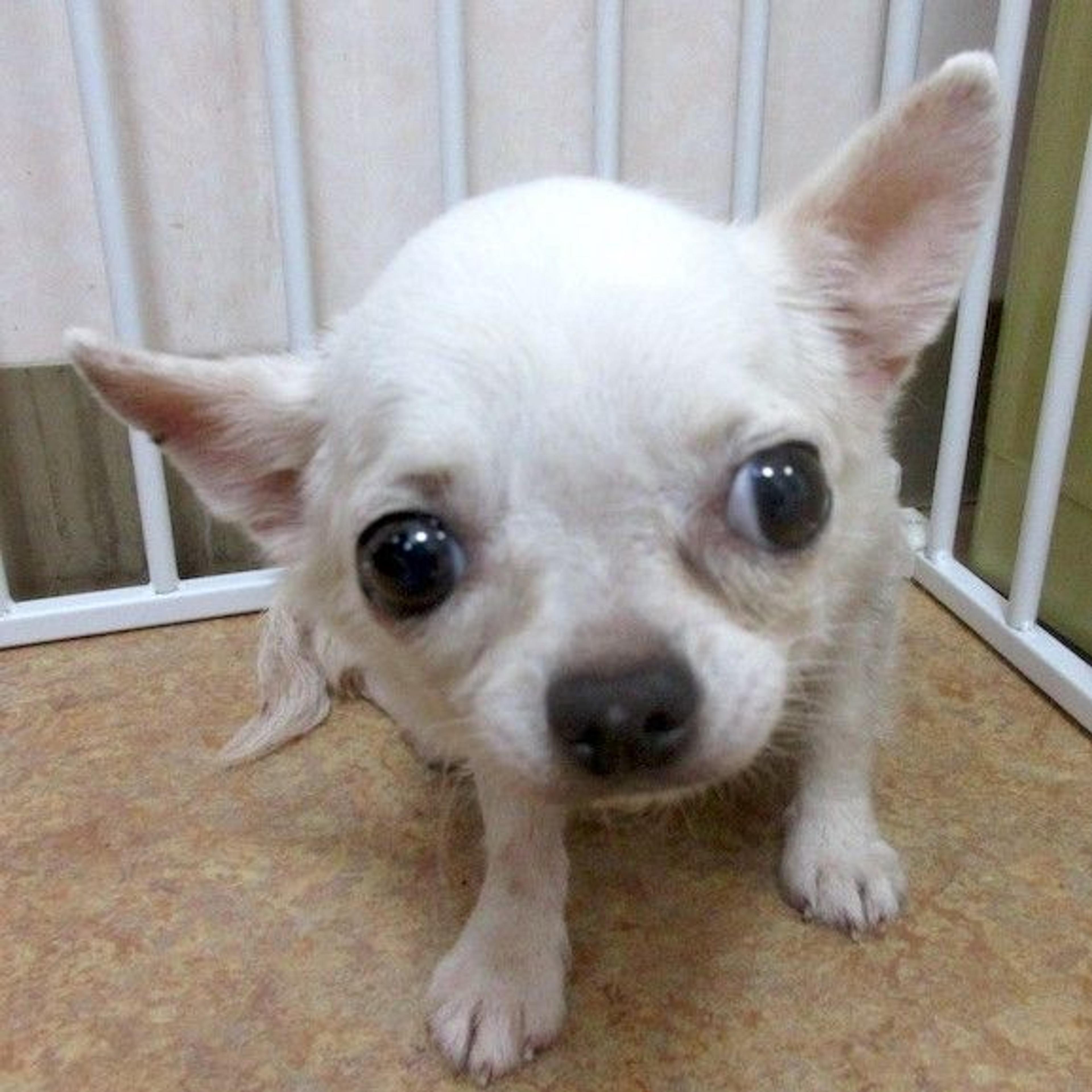 pet-image-4