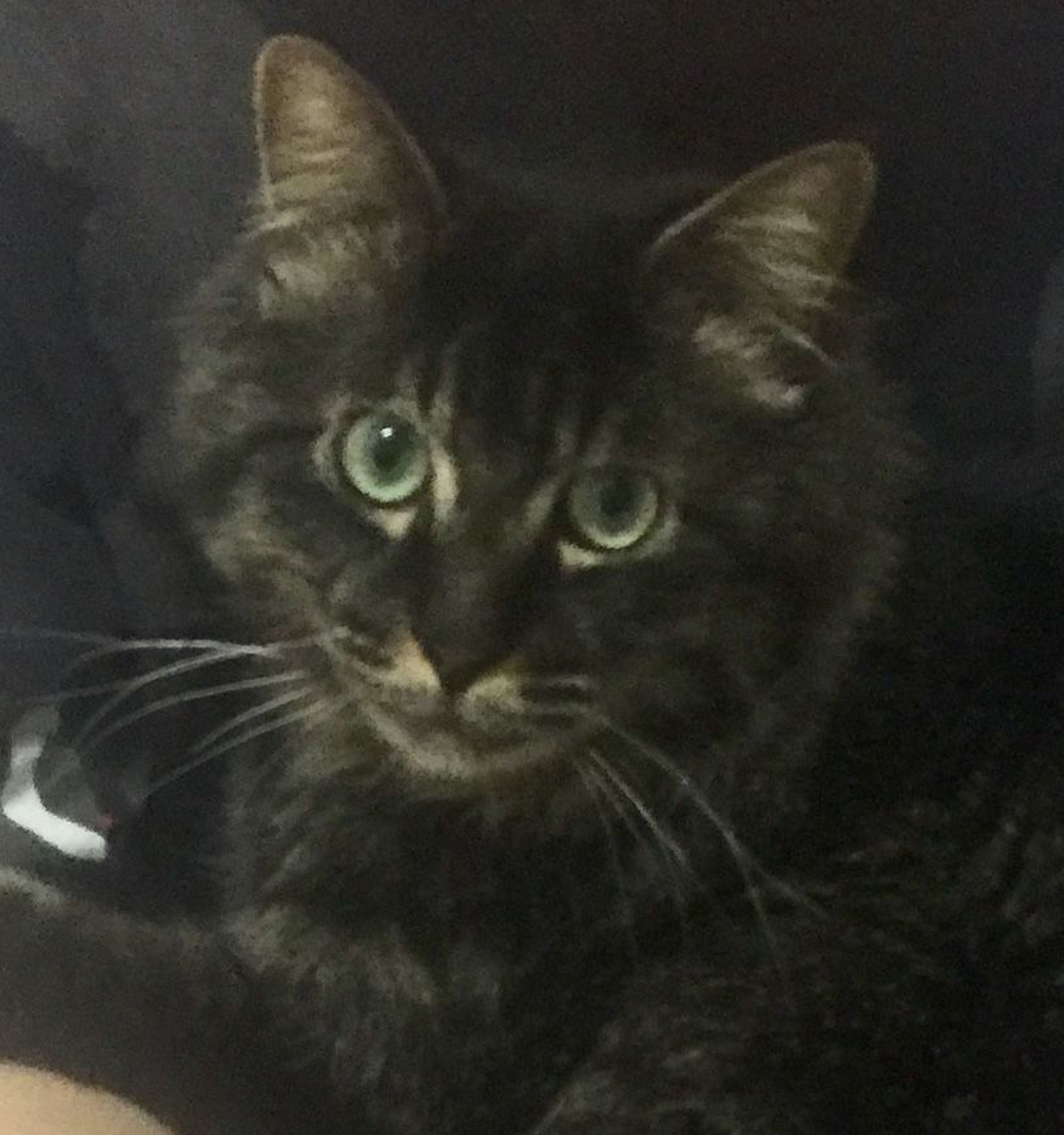 雑種（ミックス猫）・オスの里親募集の写真