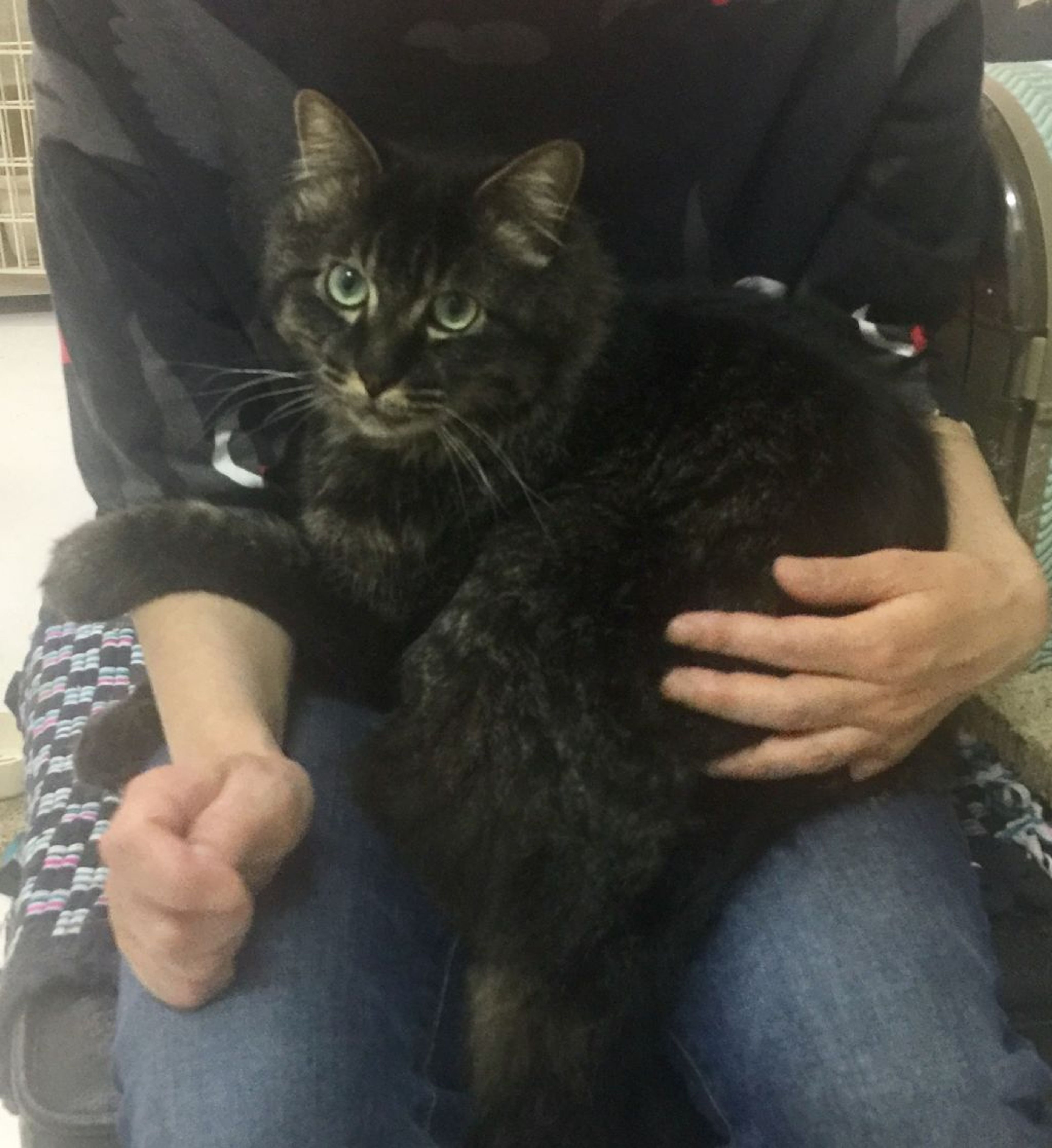 pet-image-2