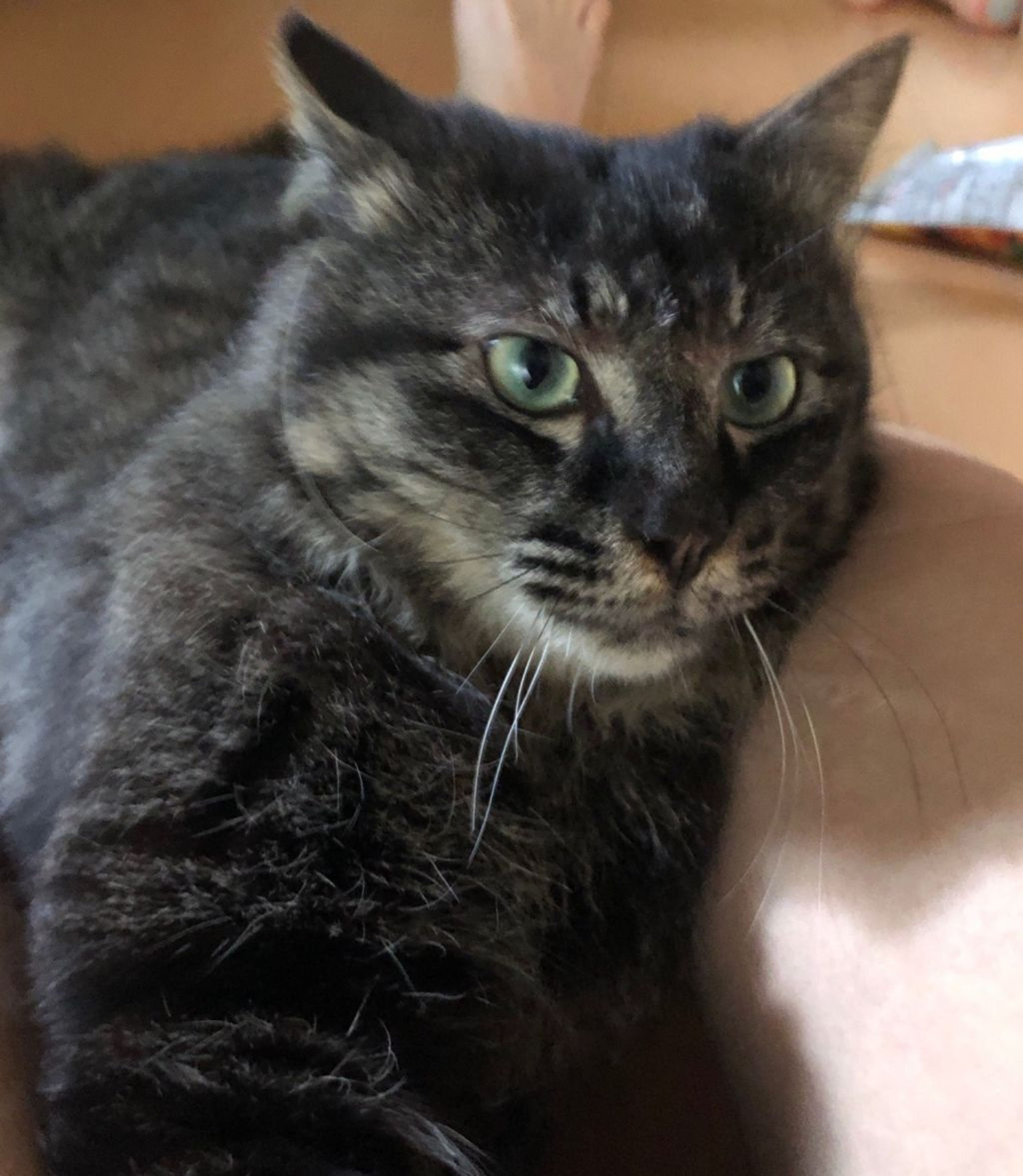 pet-image-3