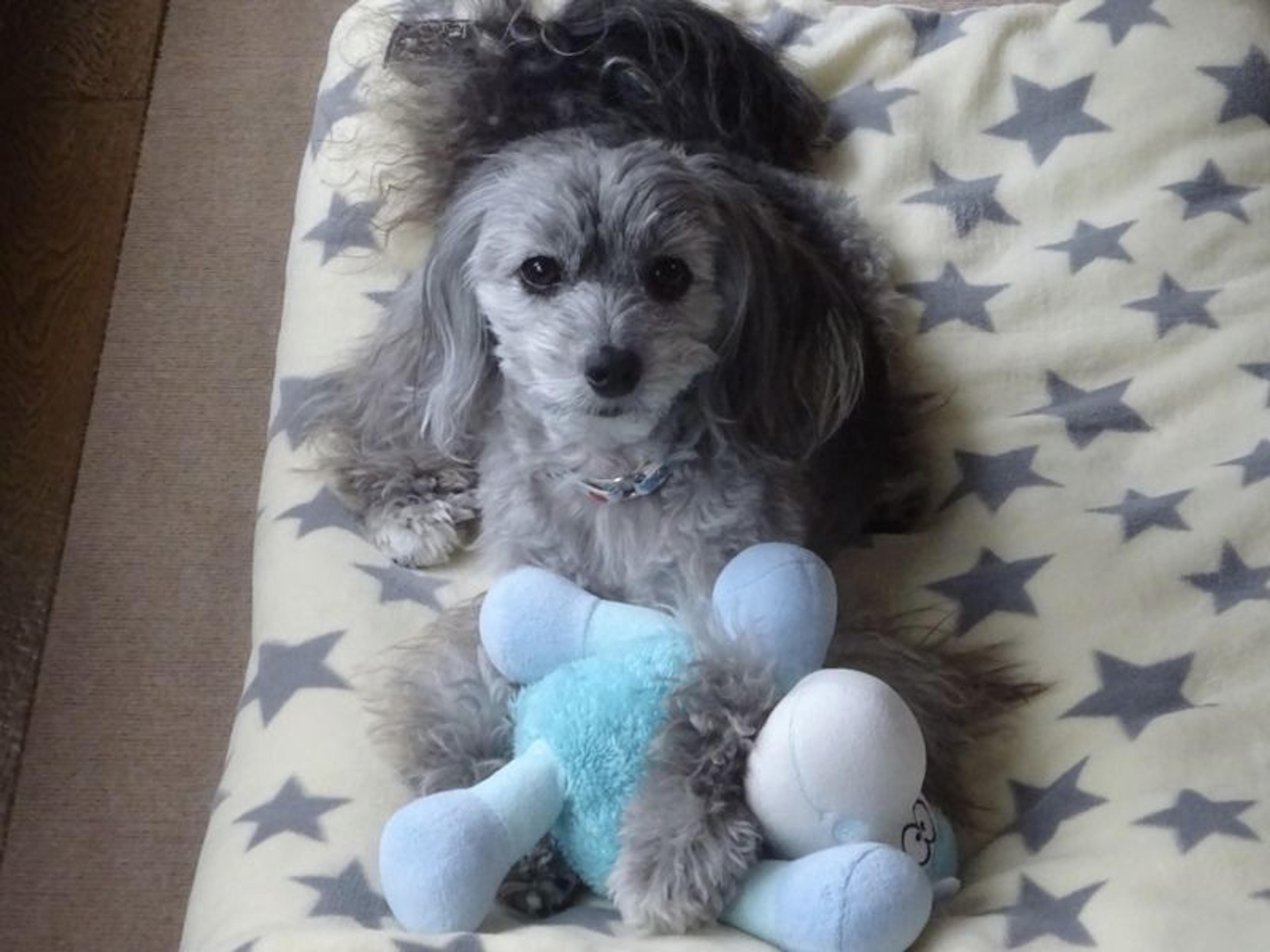 pet-image-2