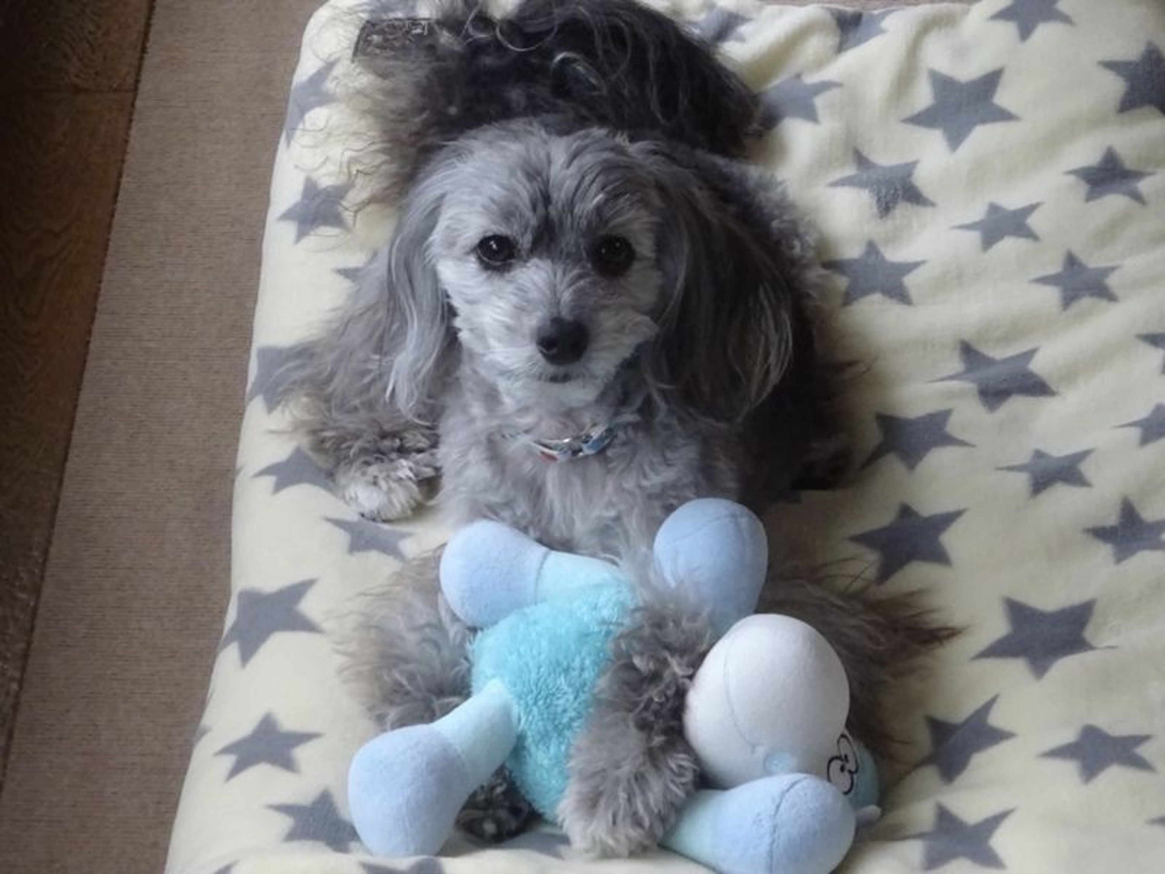 pet-image-2