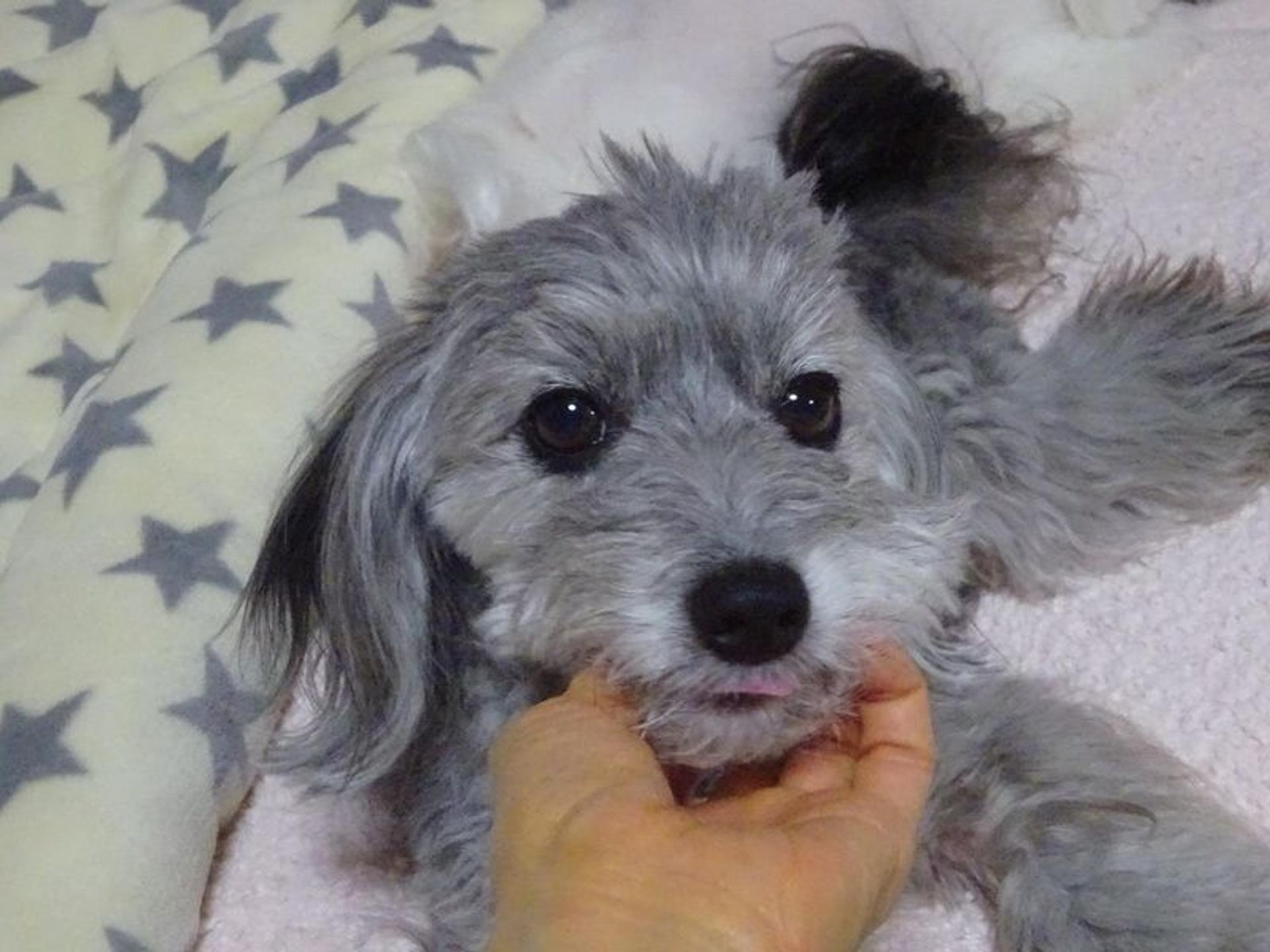 pet-image-3