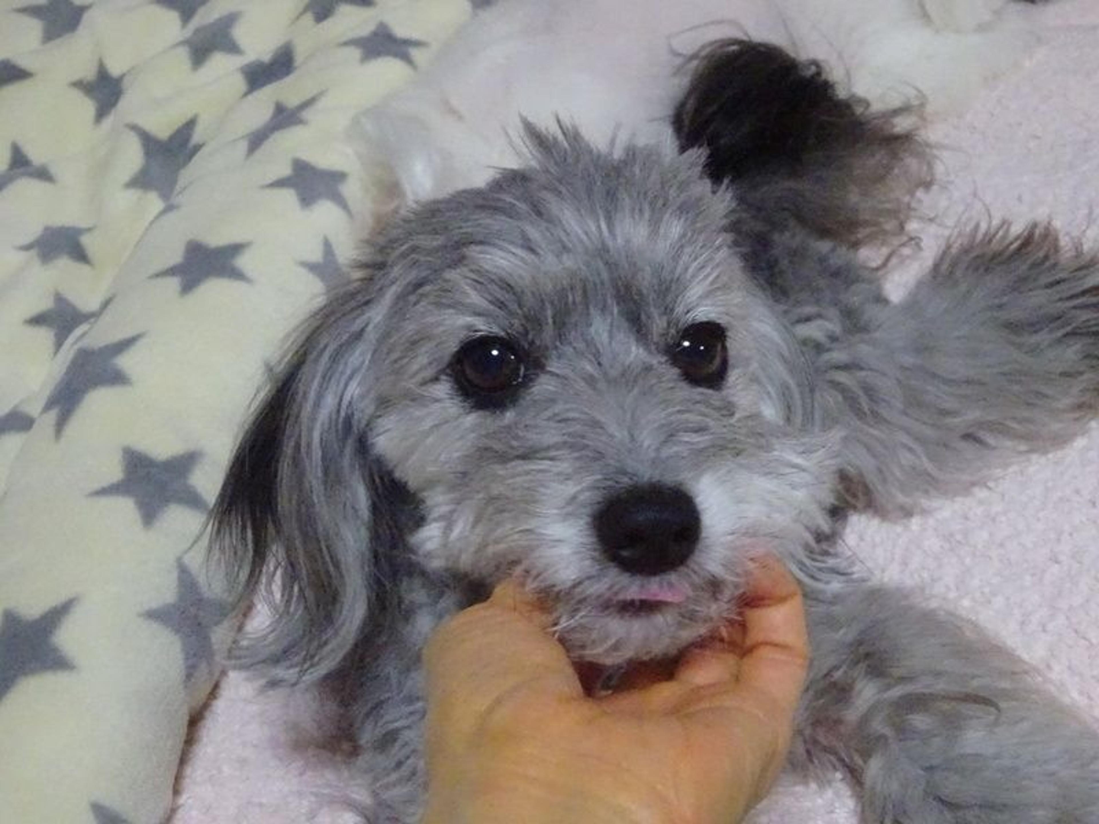 pet-image-3