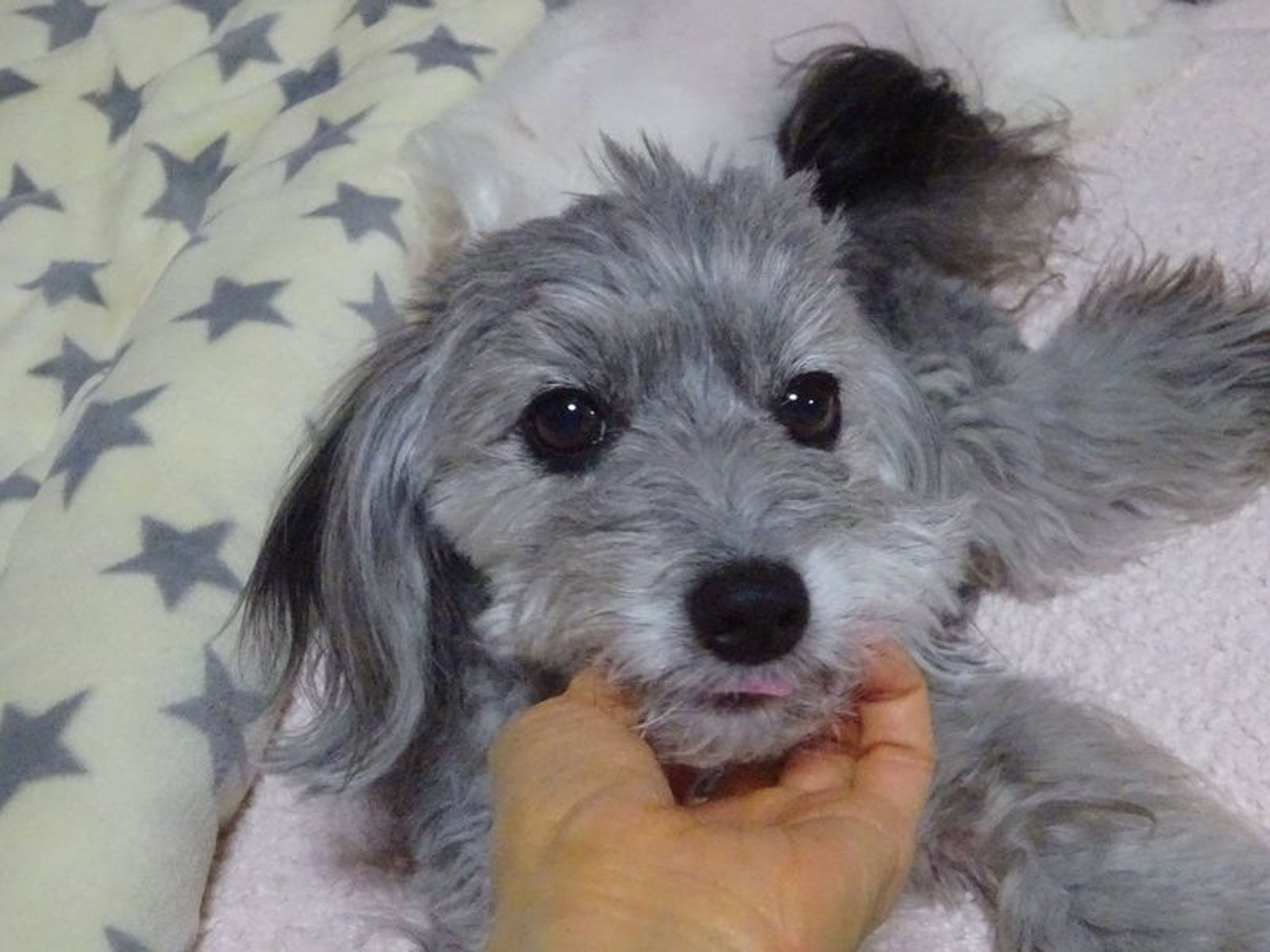 pet-image-3