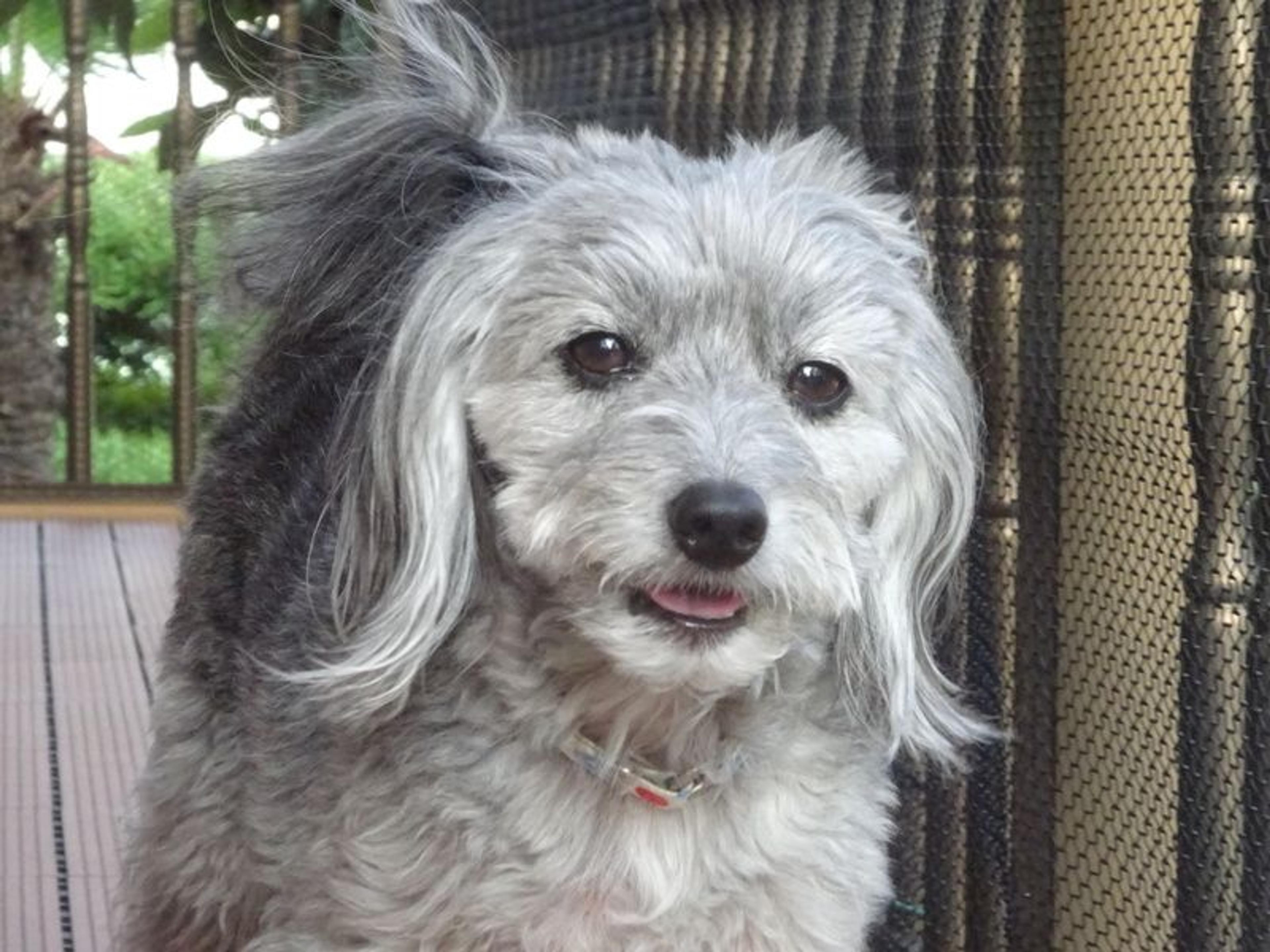 pet-image-4