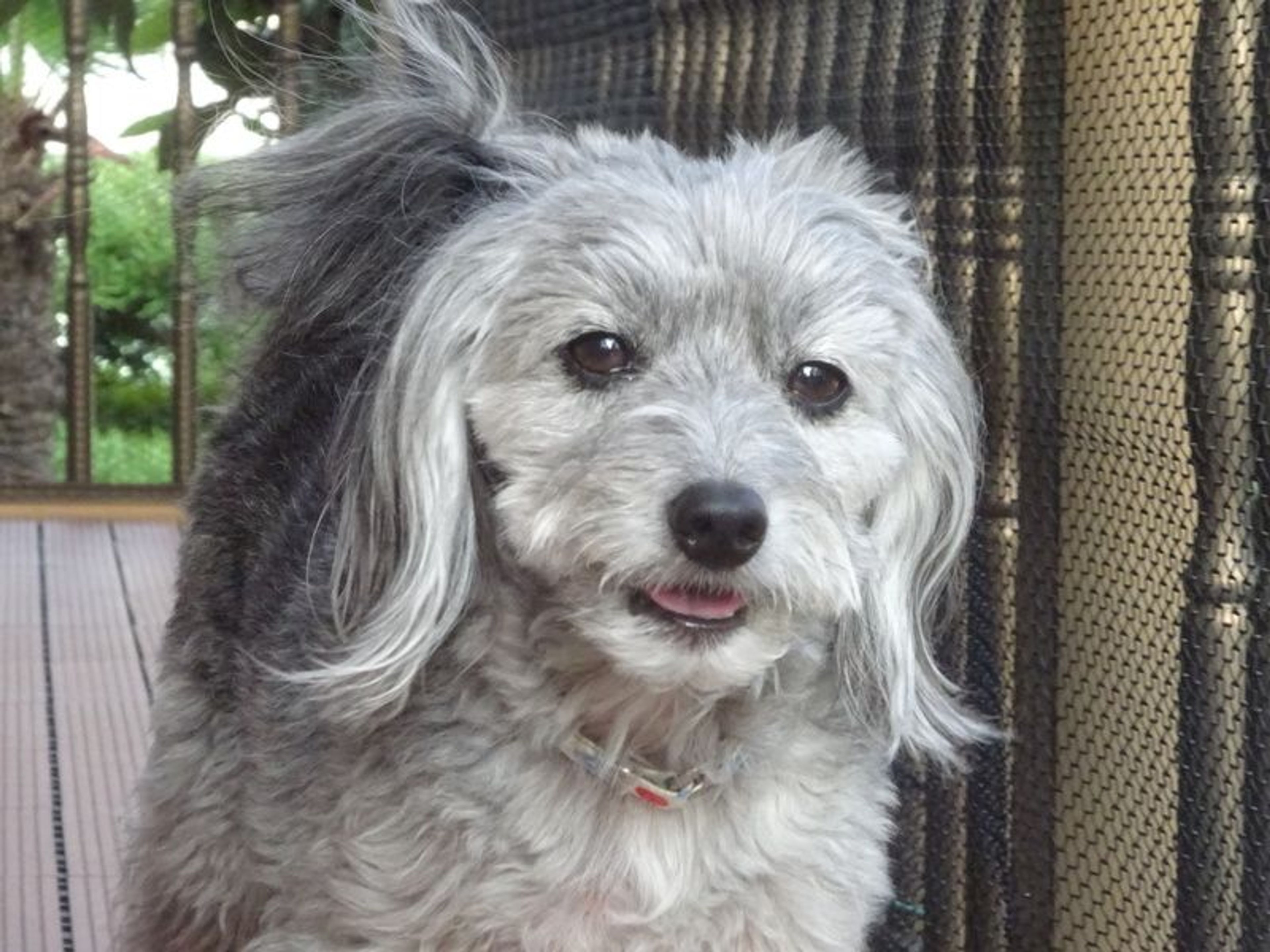 pet-image-4