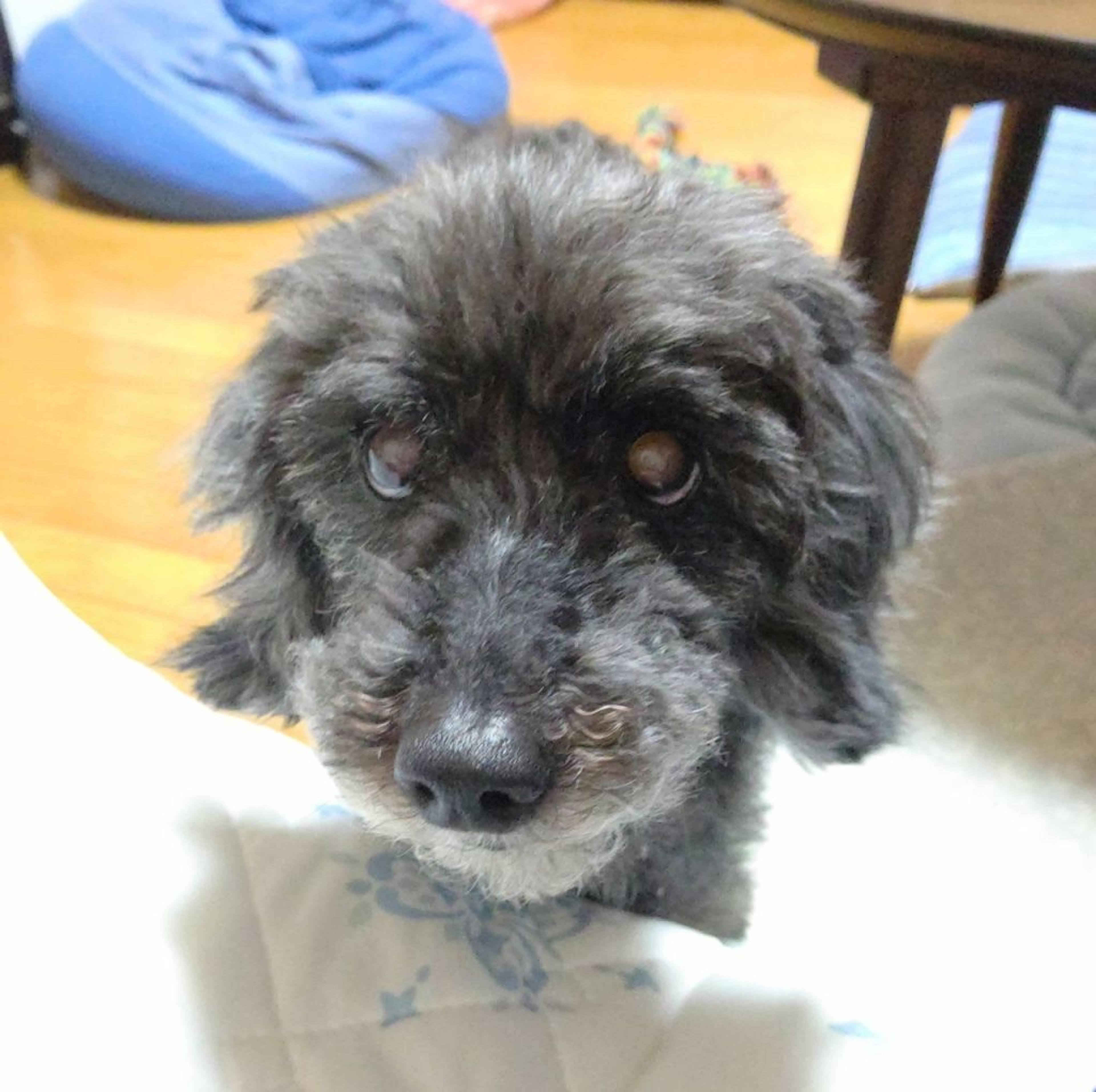 pet-image-2