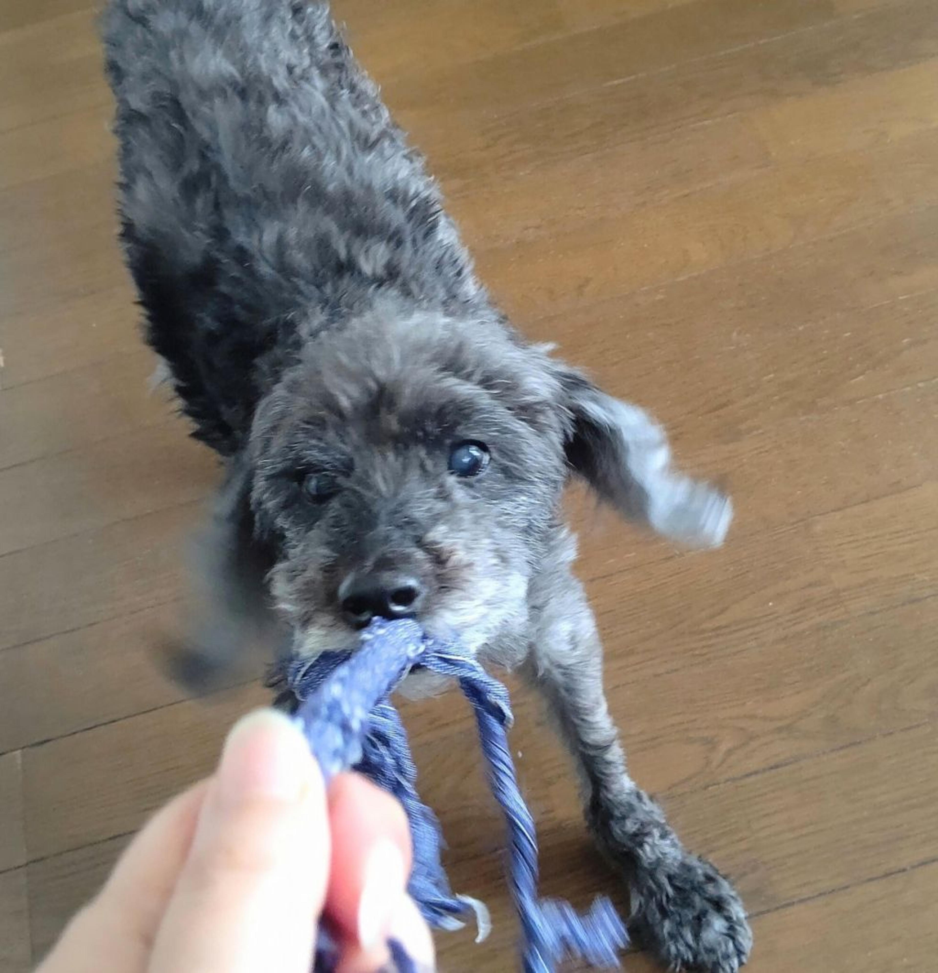 pet-image-3