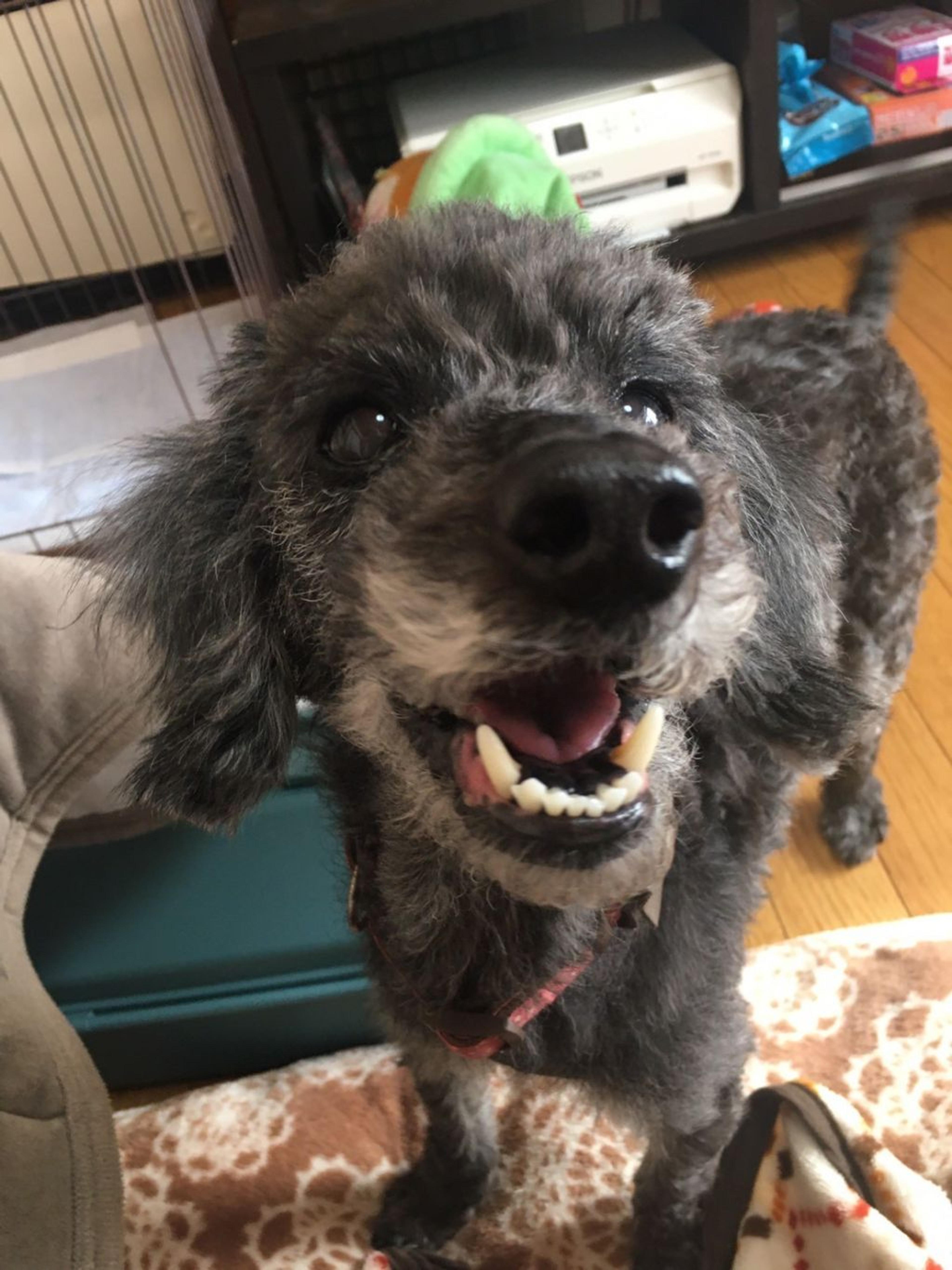 pet-image-4