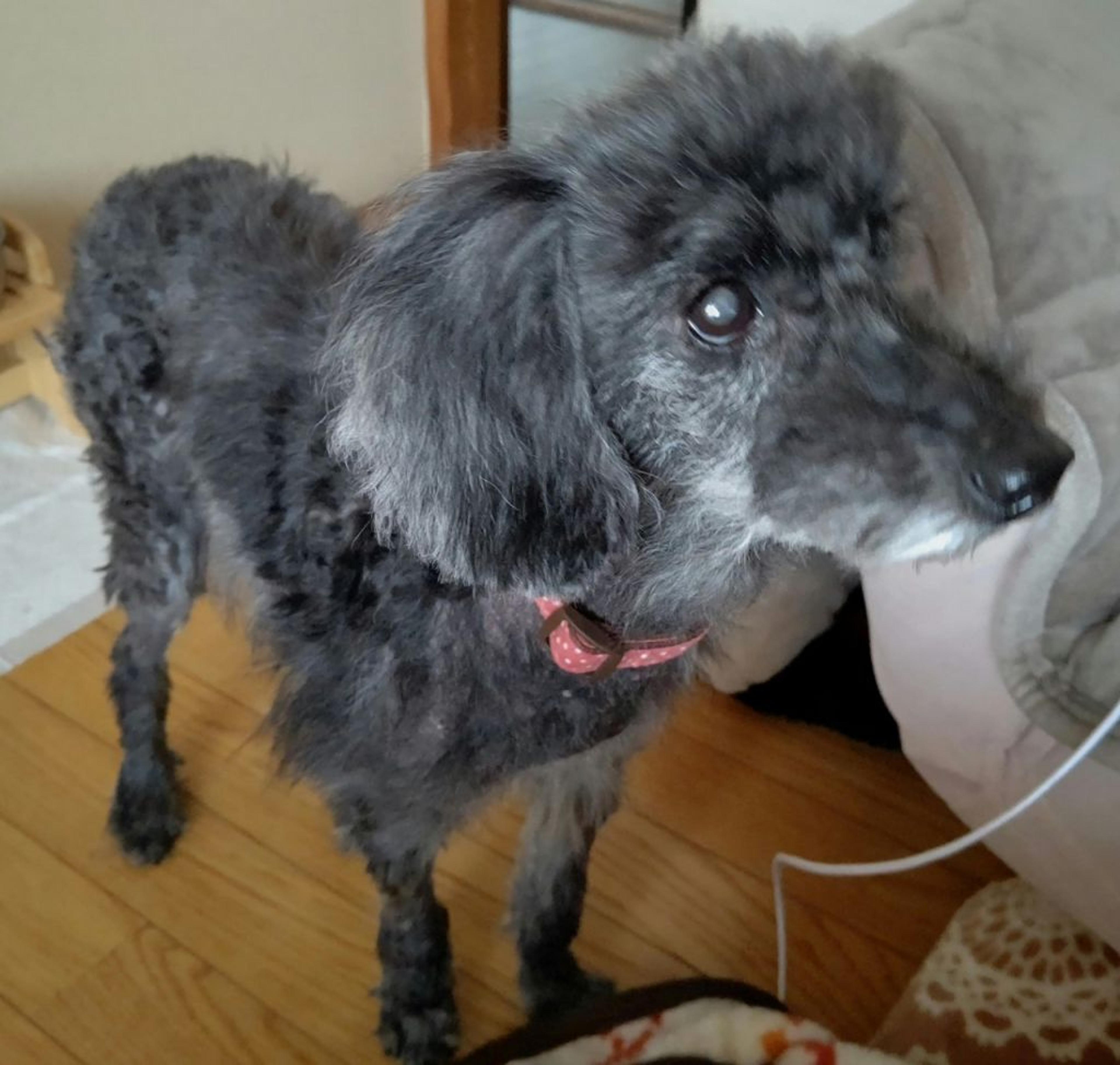 pet-image-6