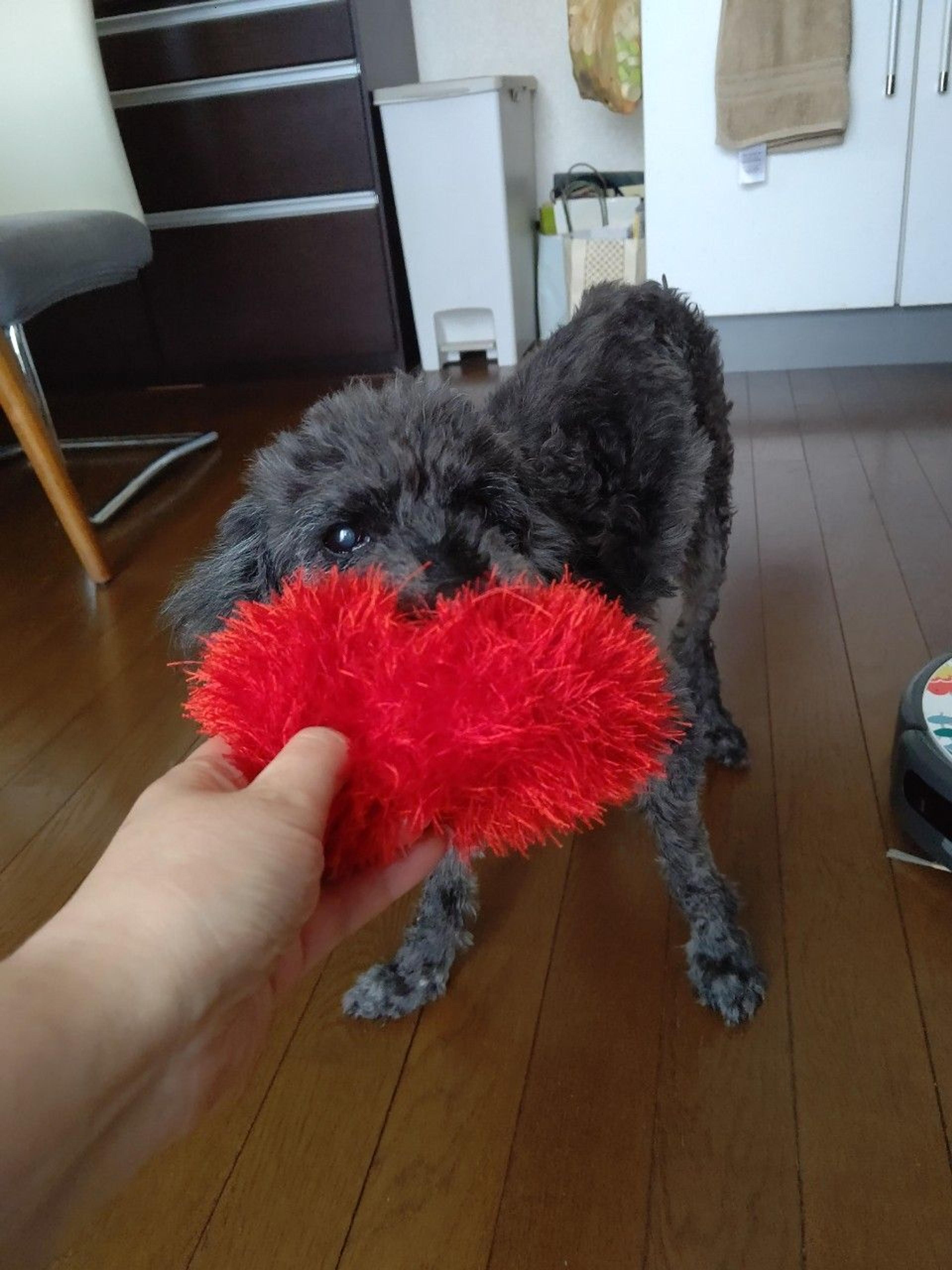pet-image-7