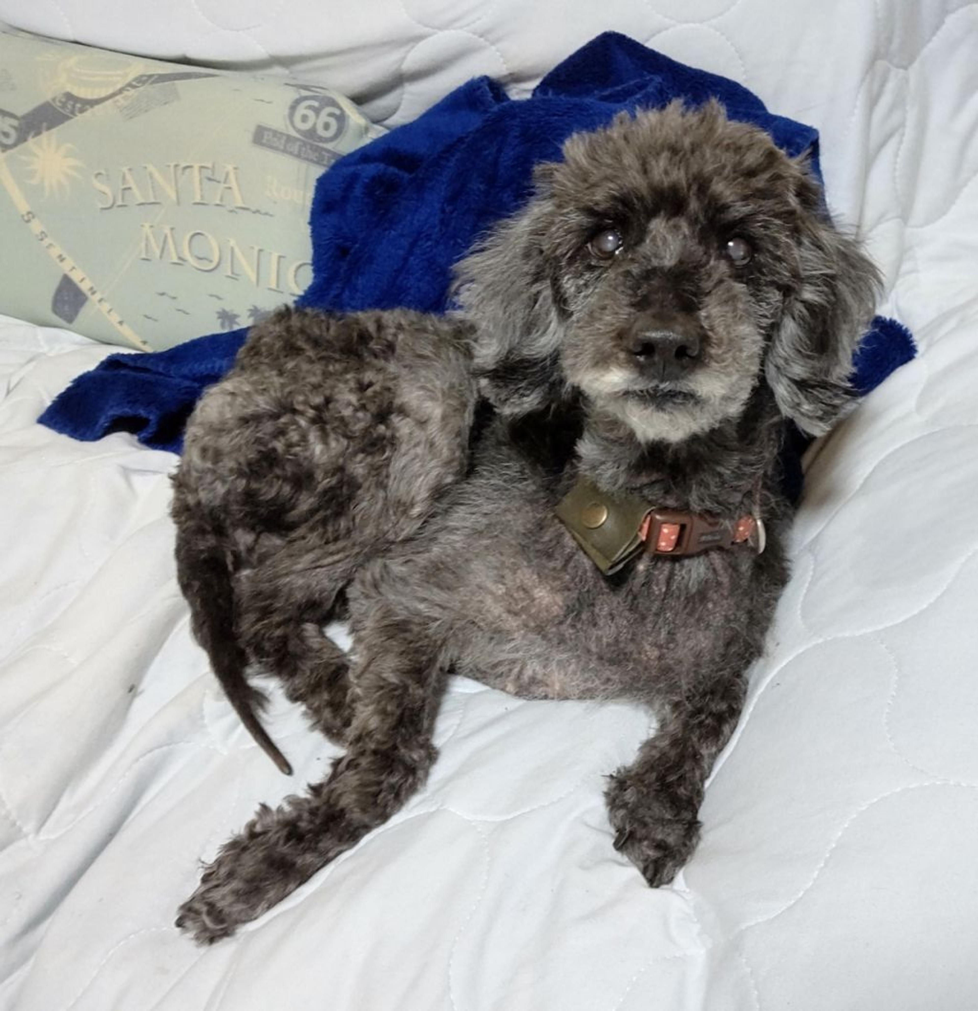 pet-image-8
