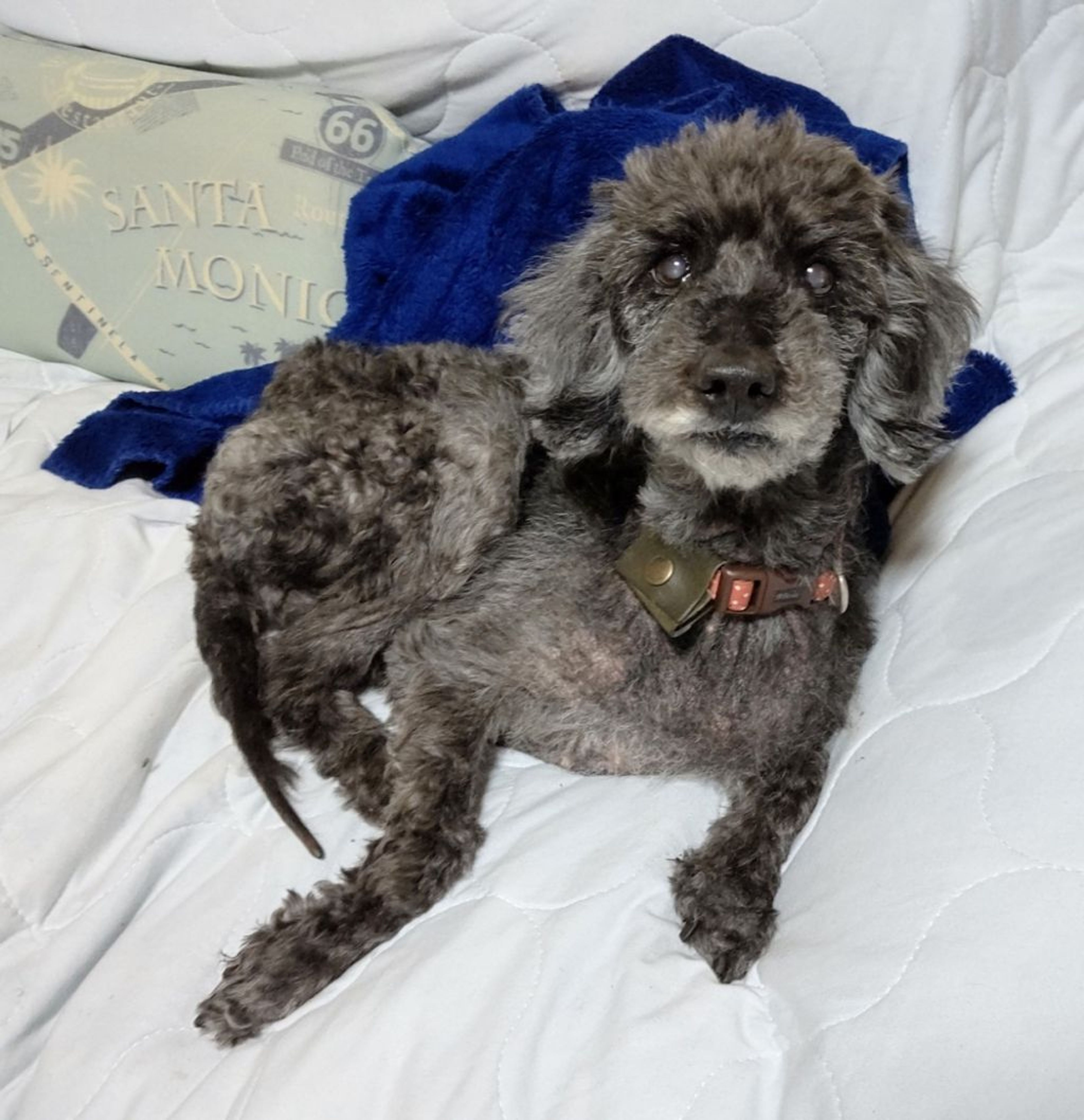 pet-image-8