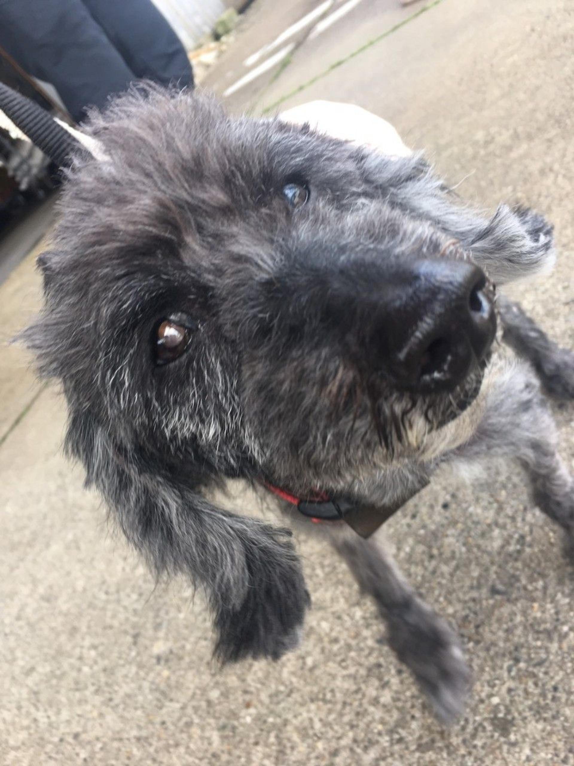 pet-image-9