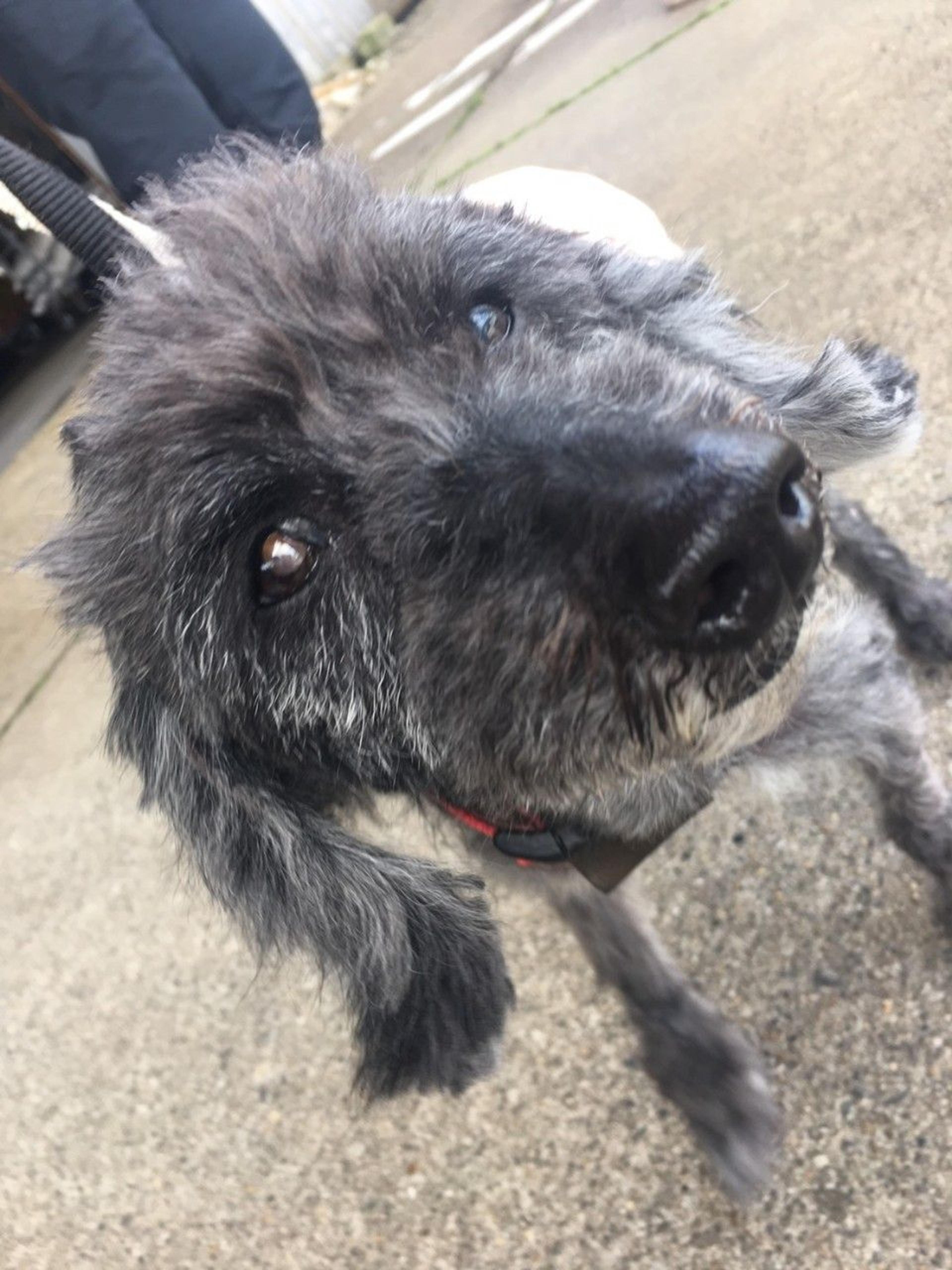 pet-image-9