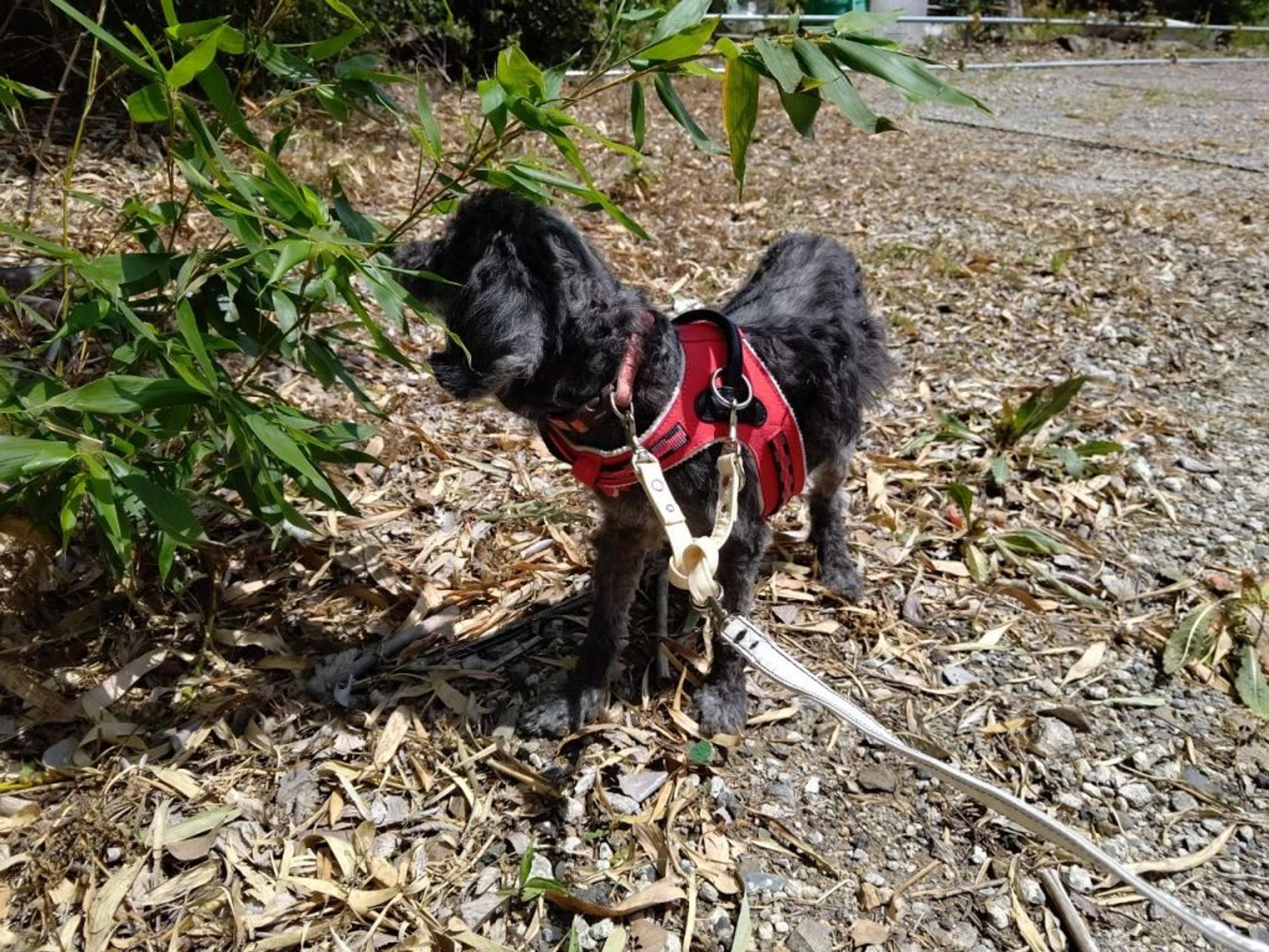 pet-image-10