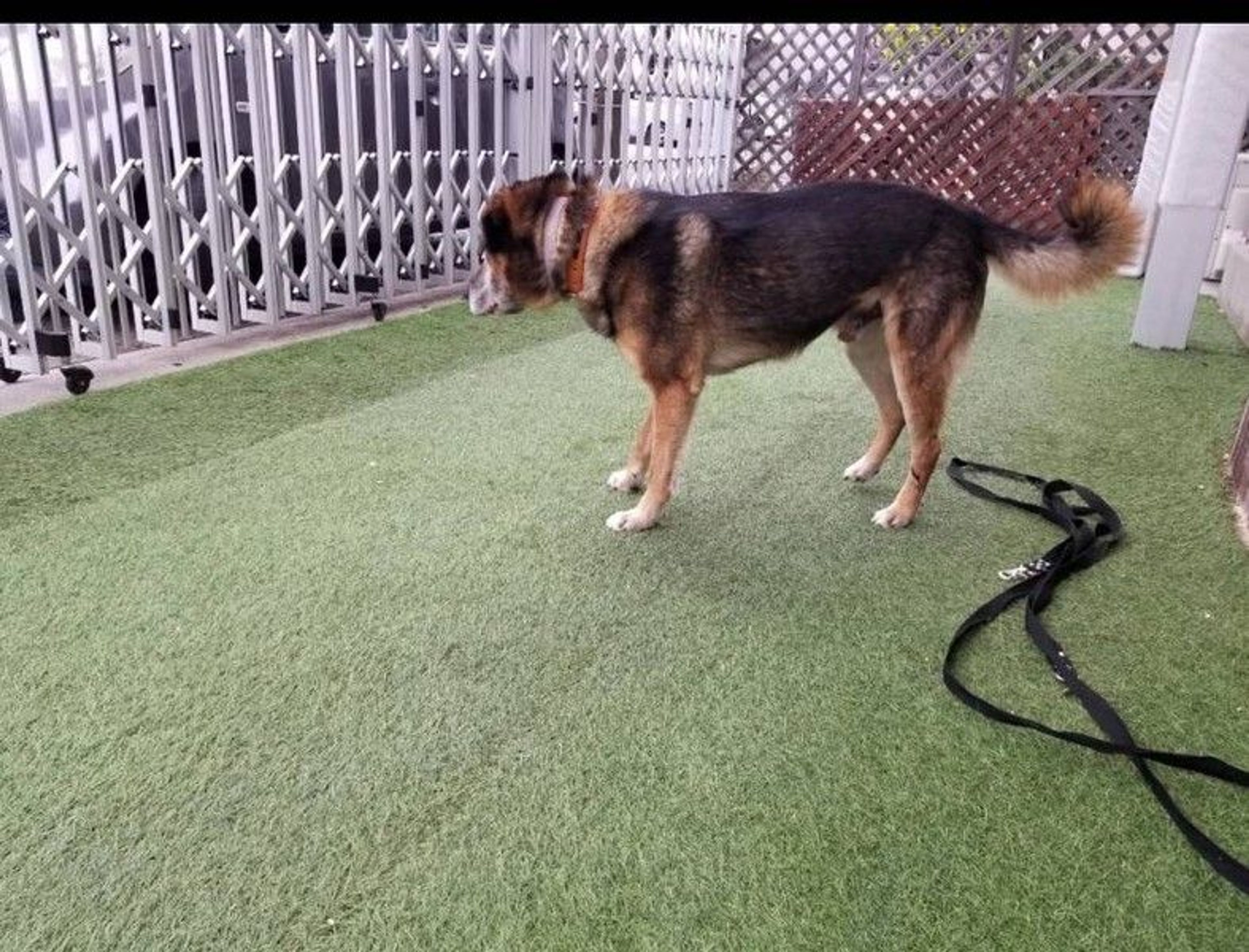 pet-image-7