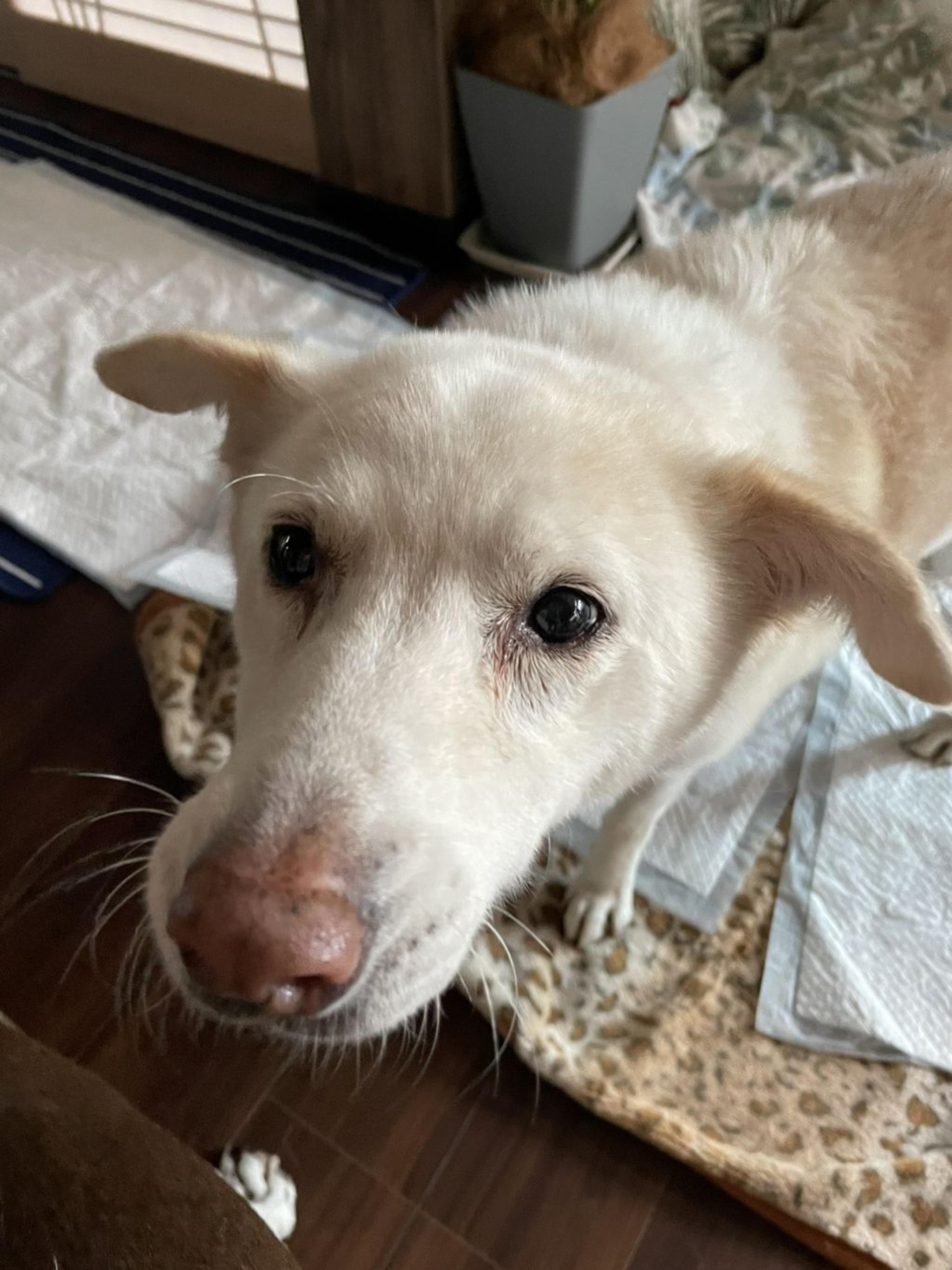 pet-image-2