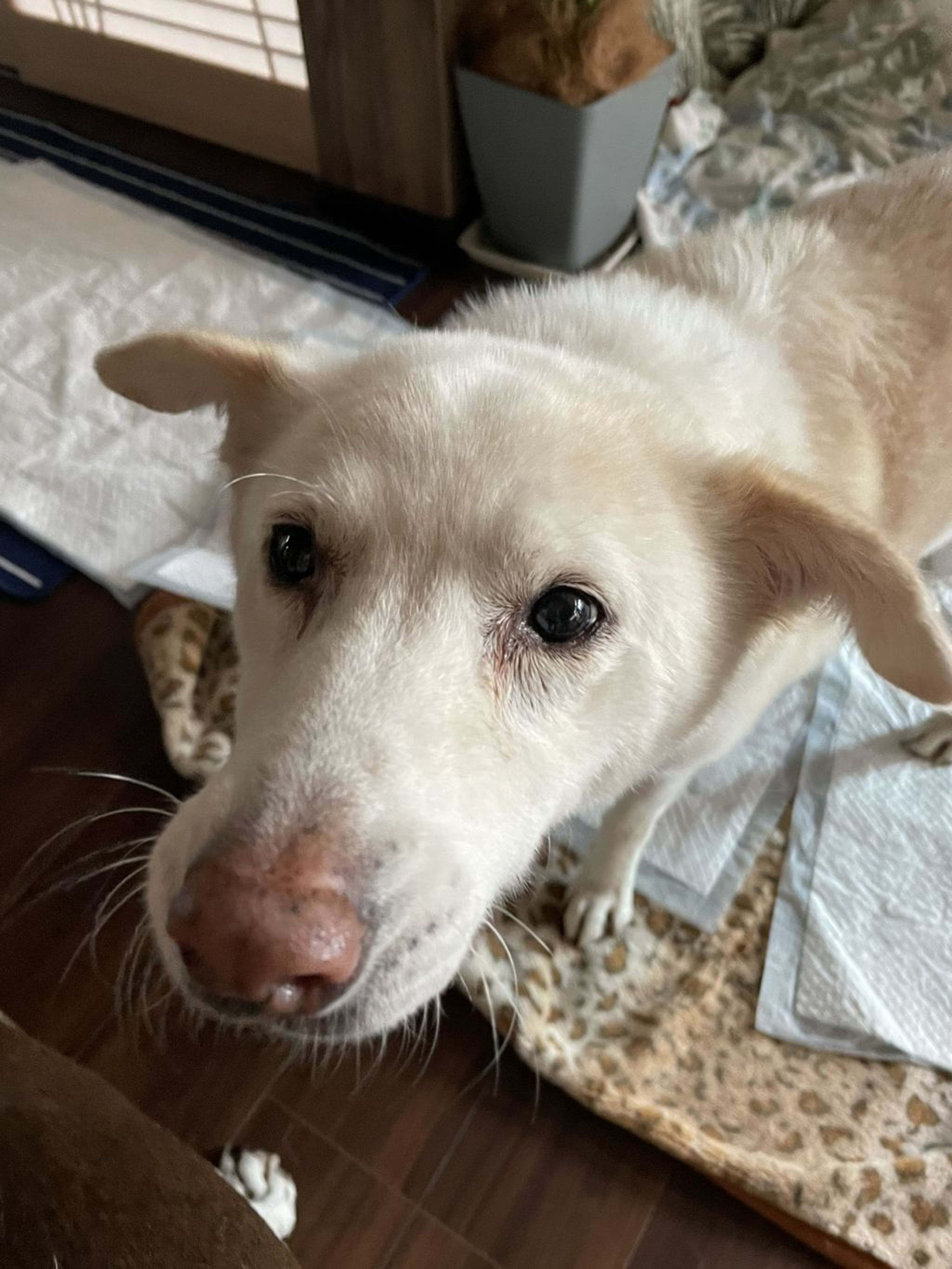 pet-image-2