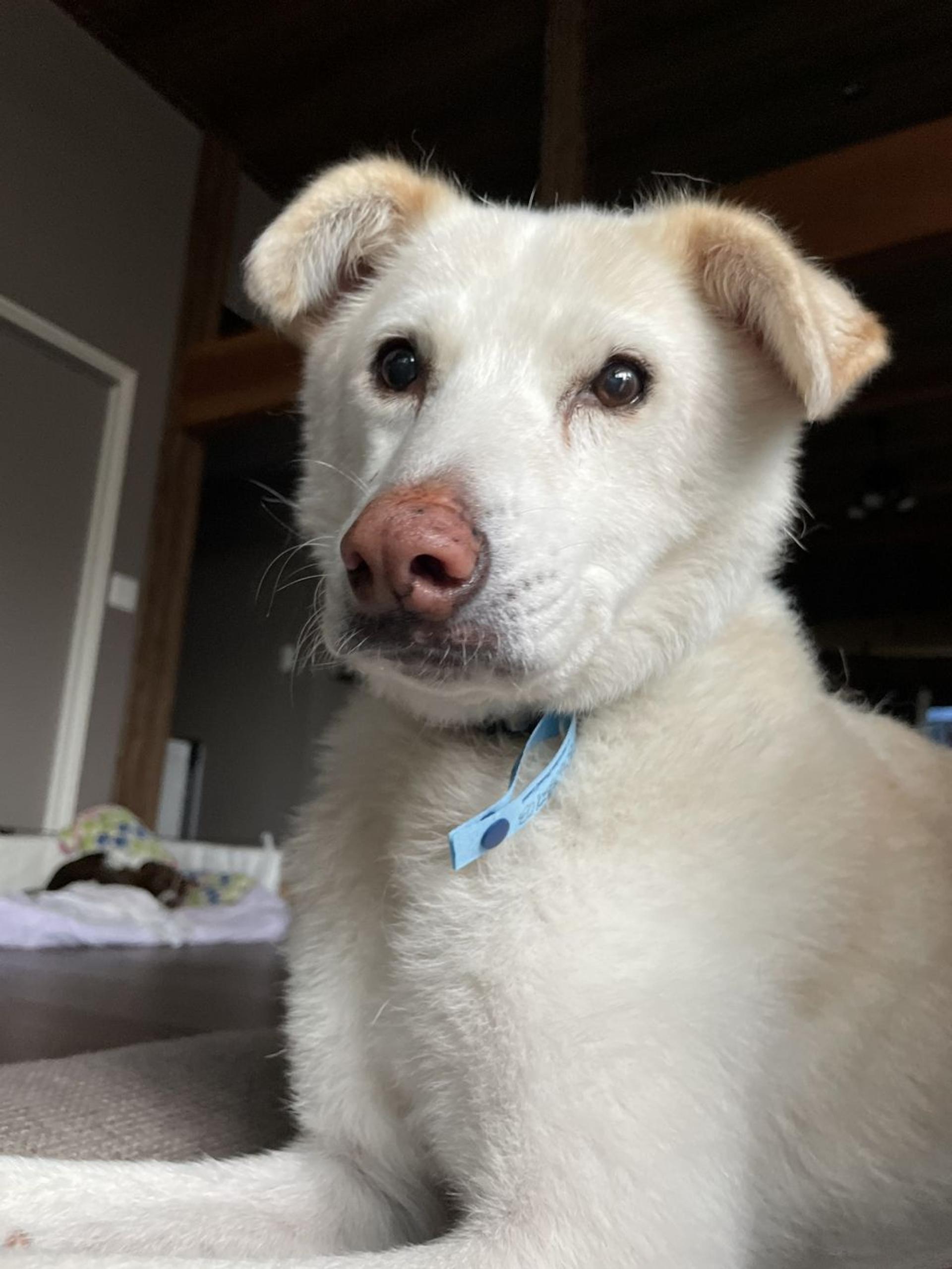 pet-image-4