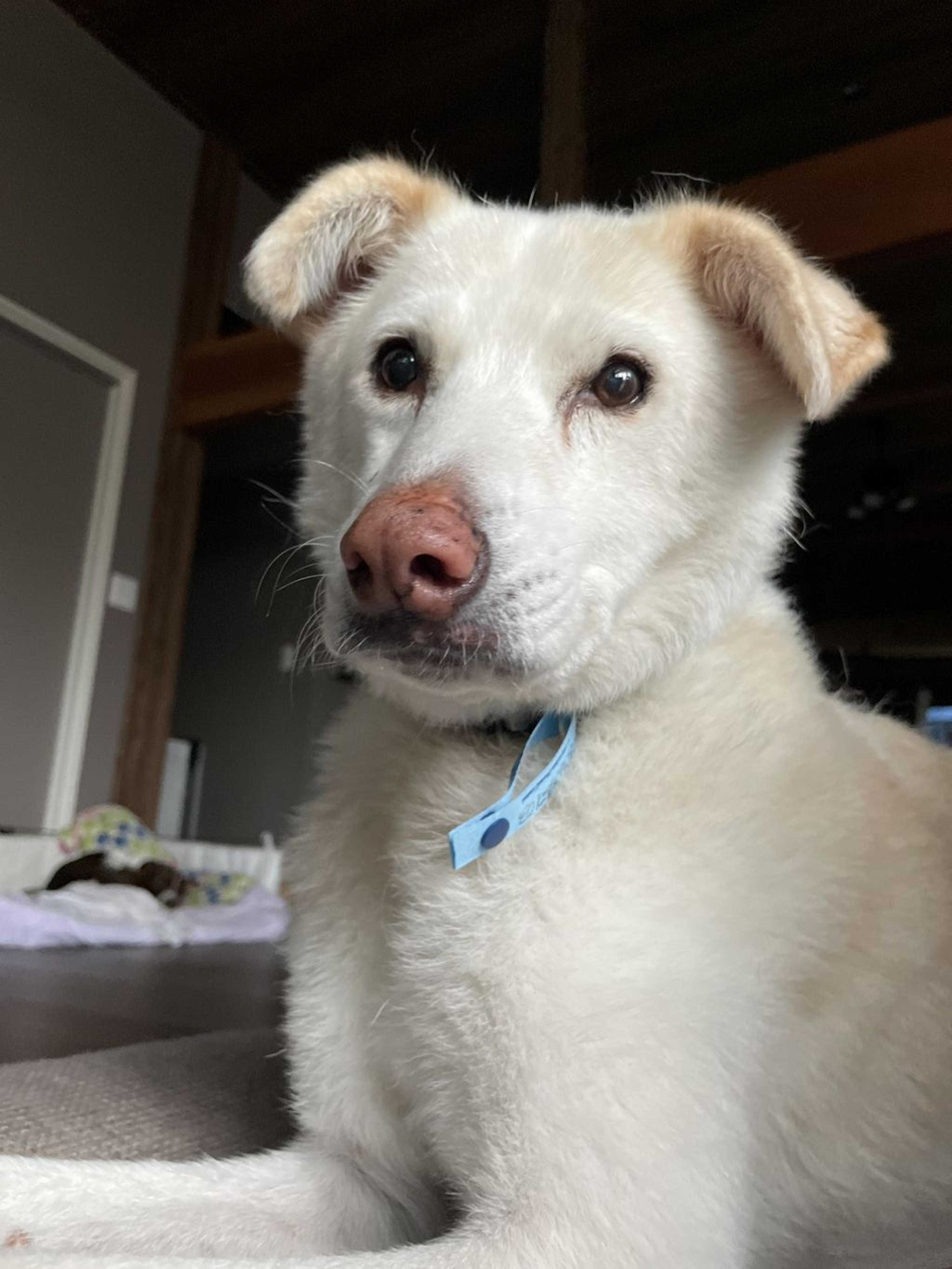 pet-image-4