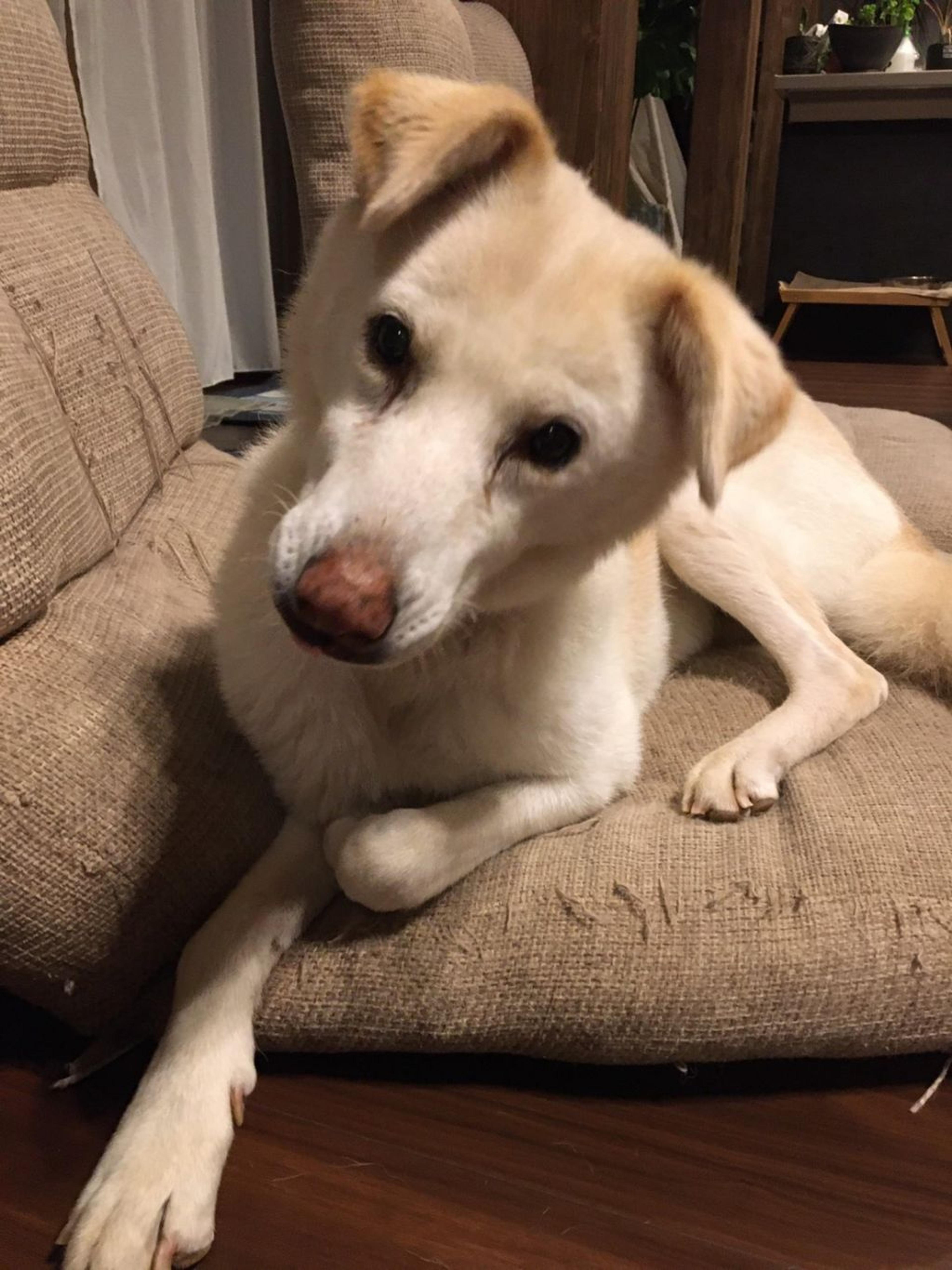 pet-image-5
