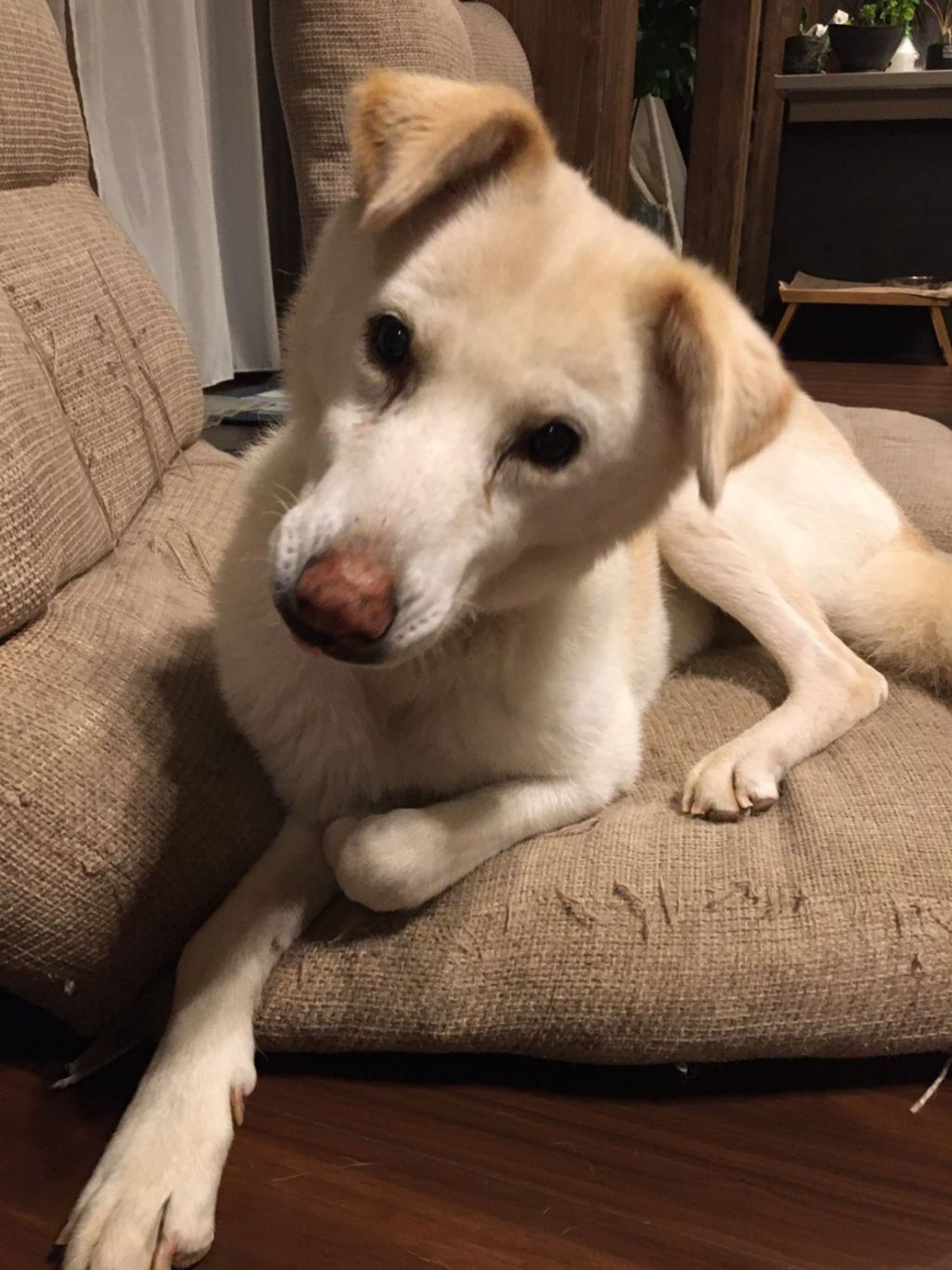 pet-image-5