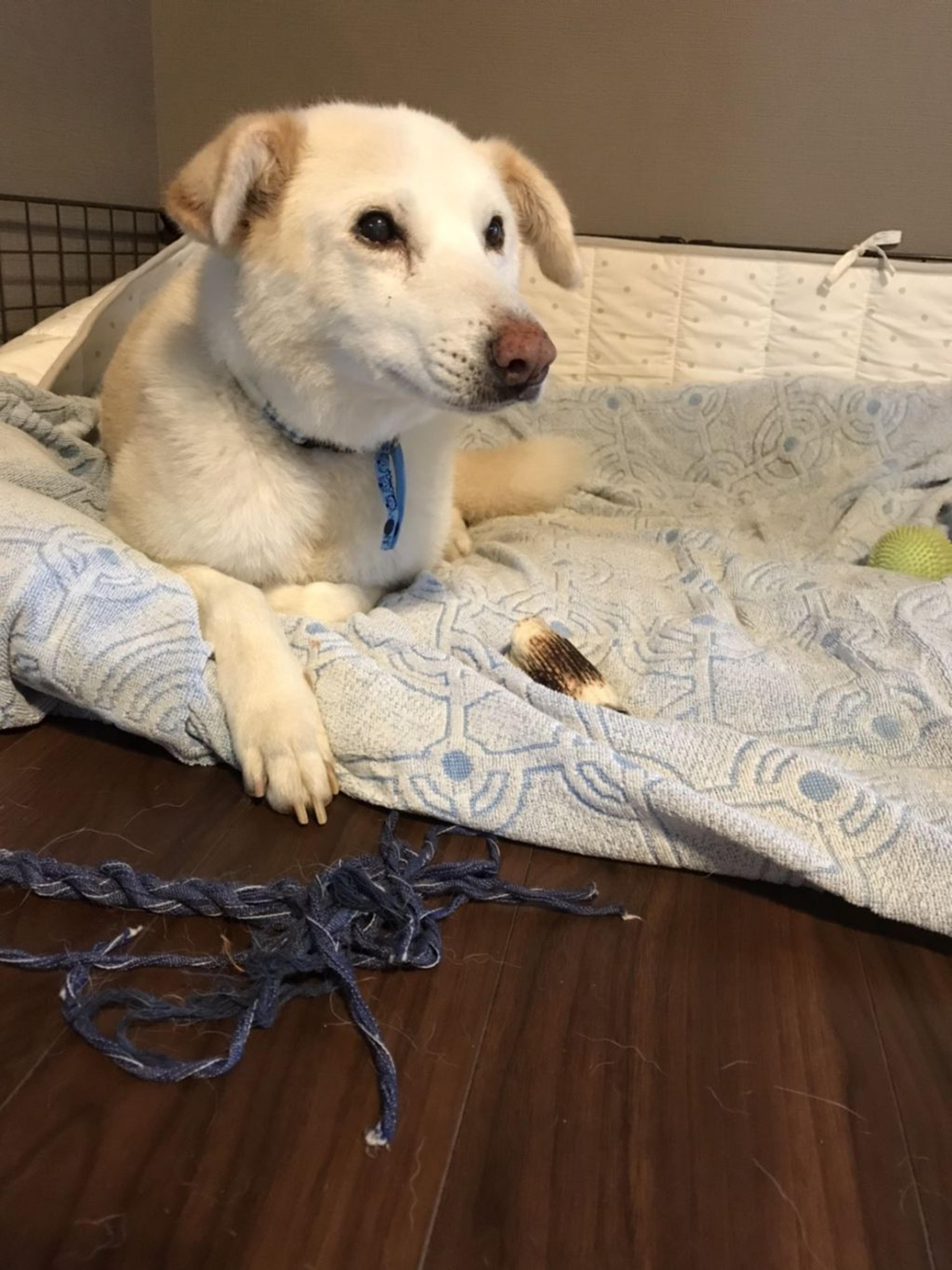pet-image-6
