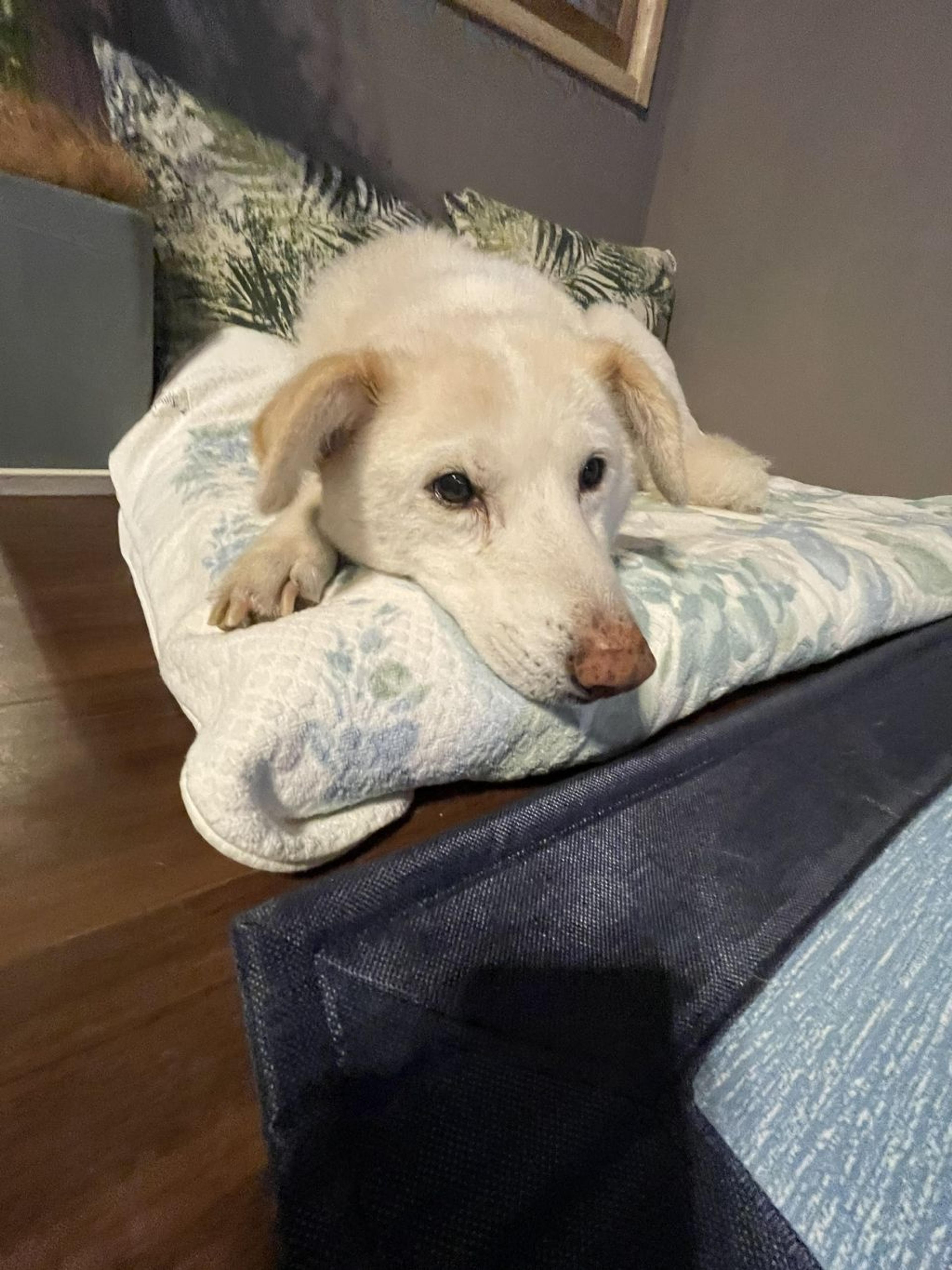 pet-image-7