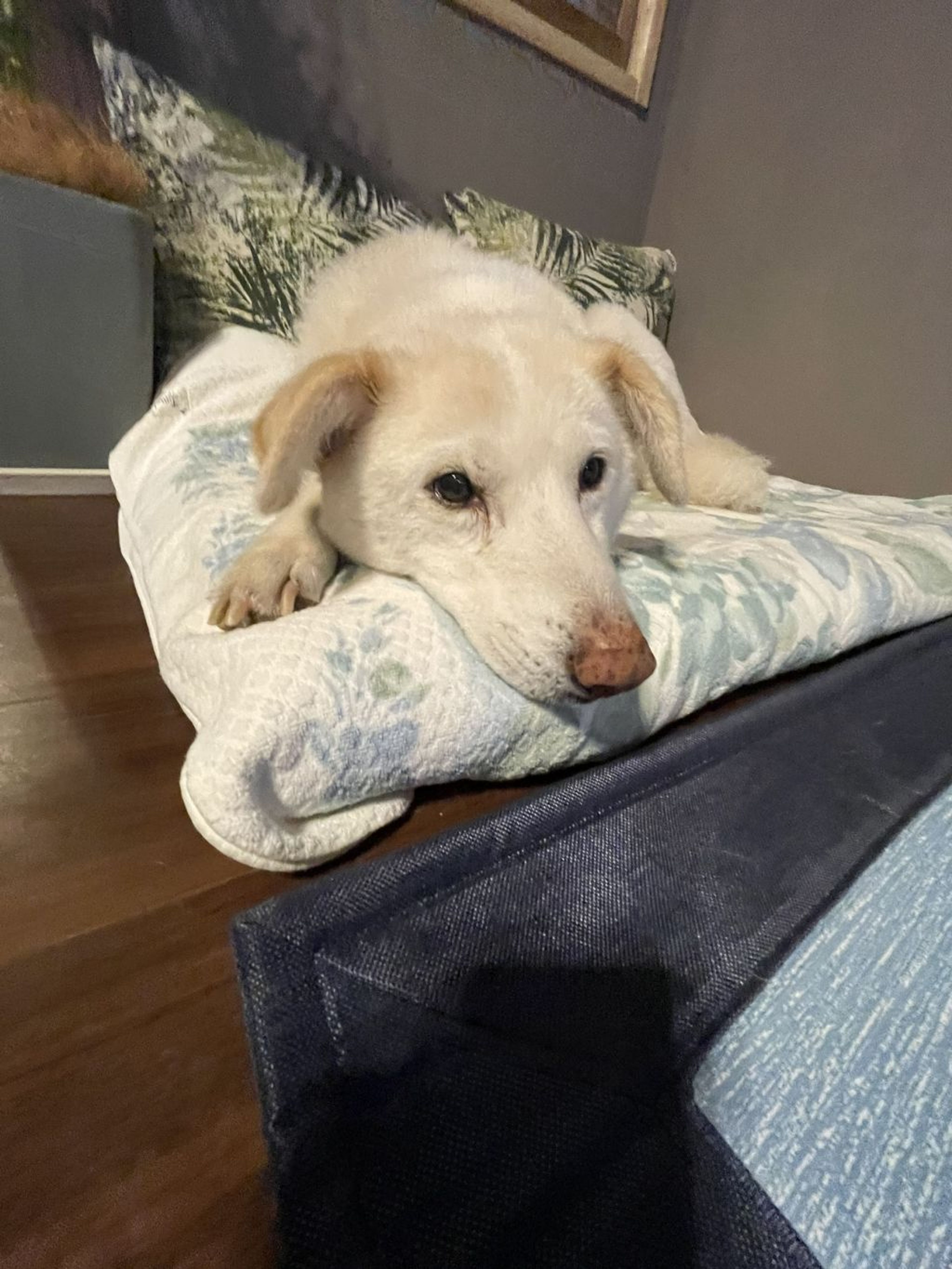 pet-image-7