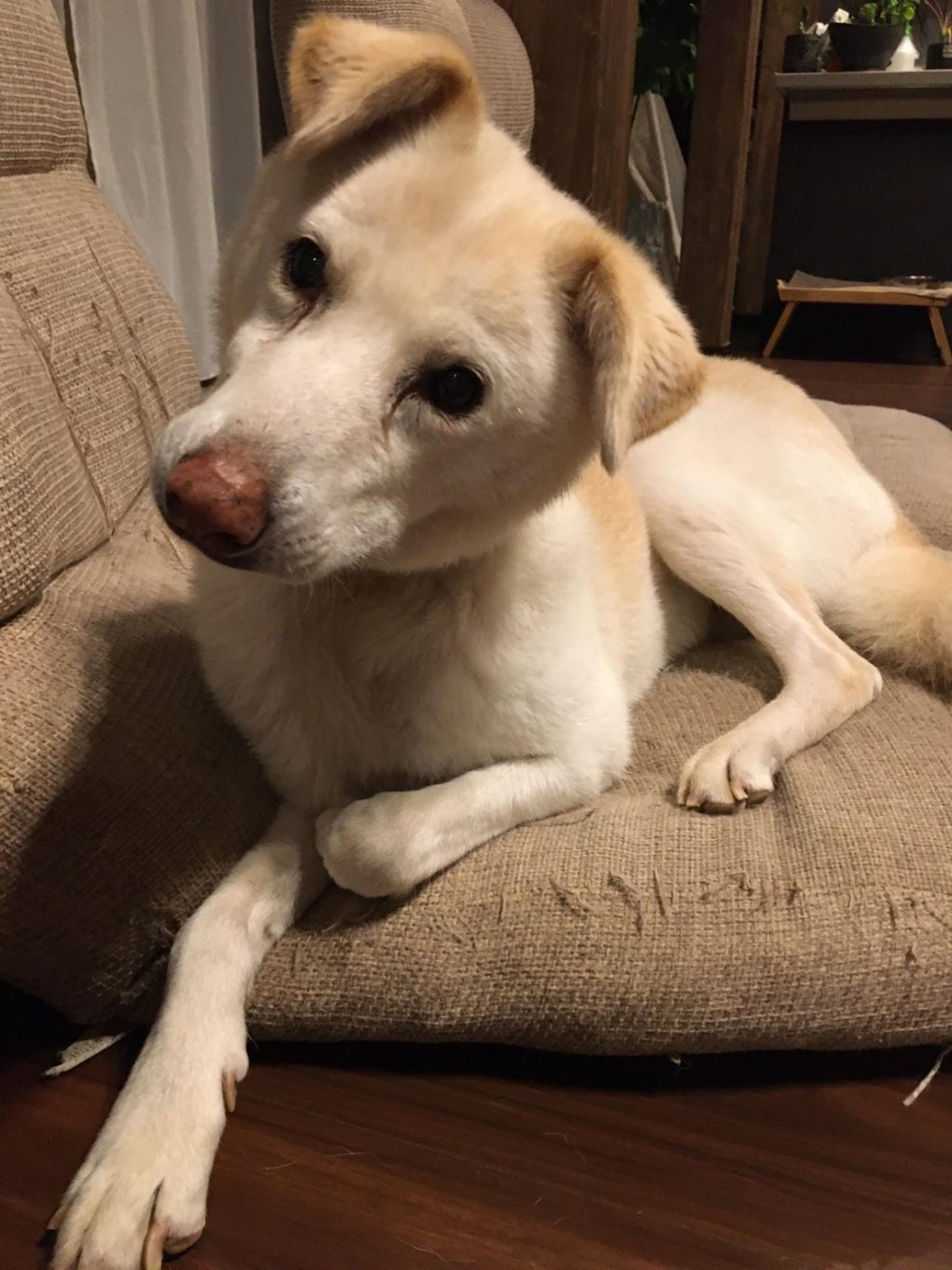 pet-image-8