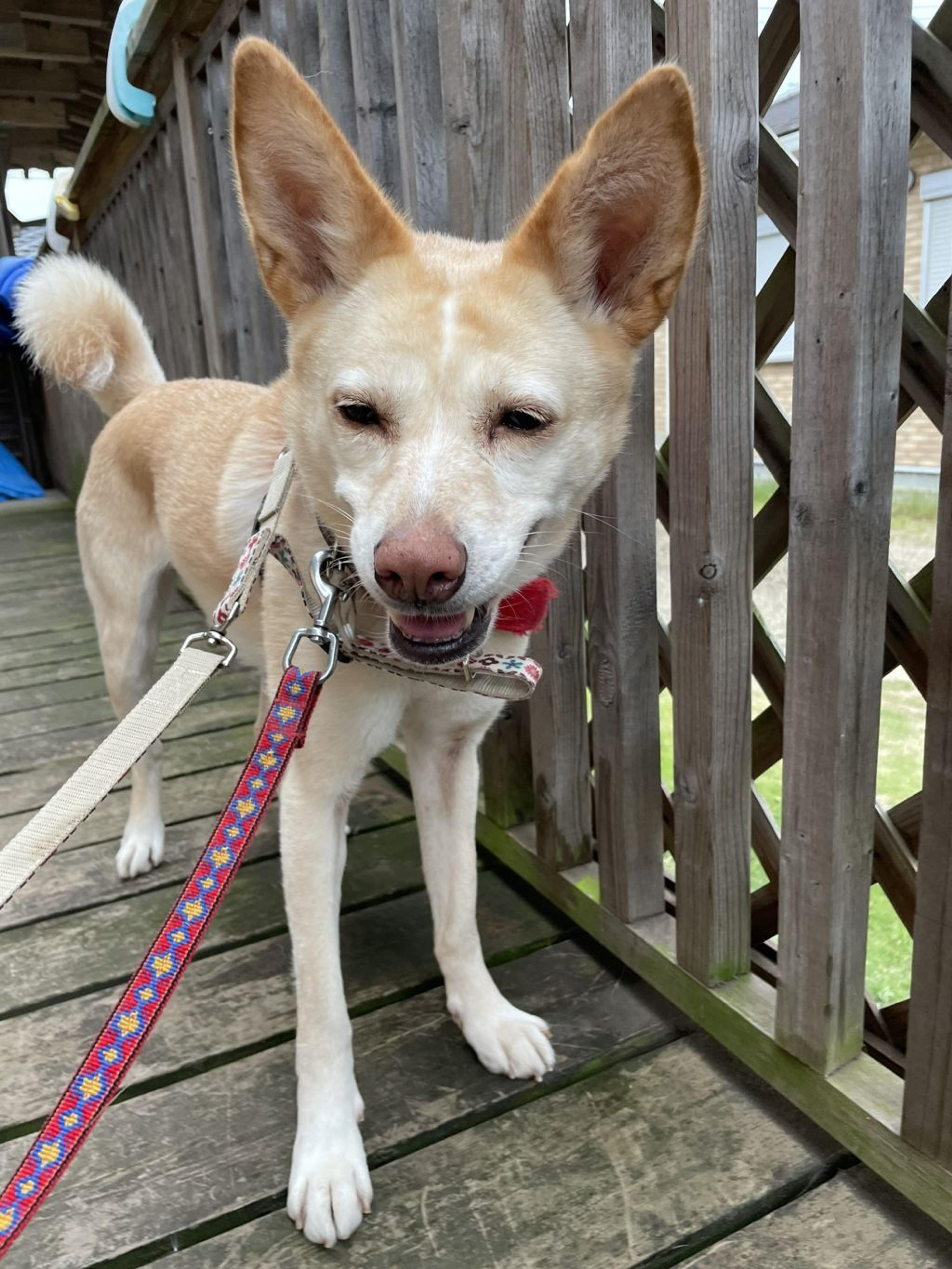pet-image-3