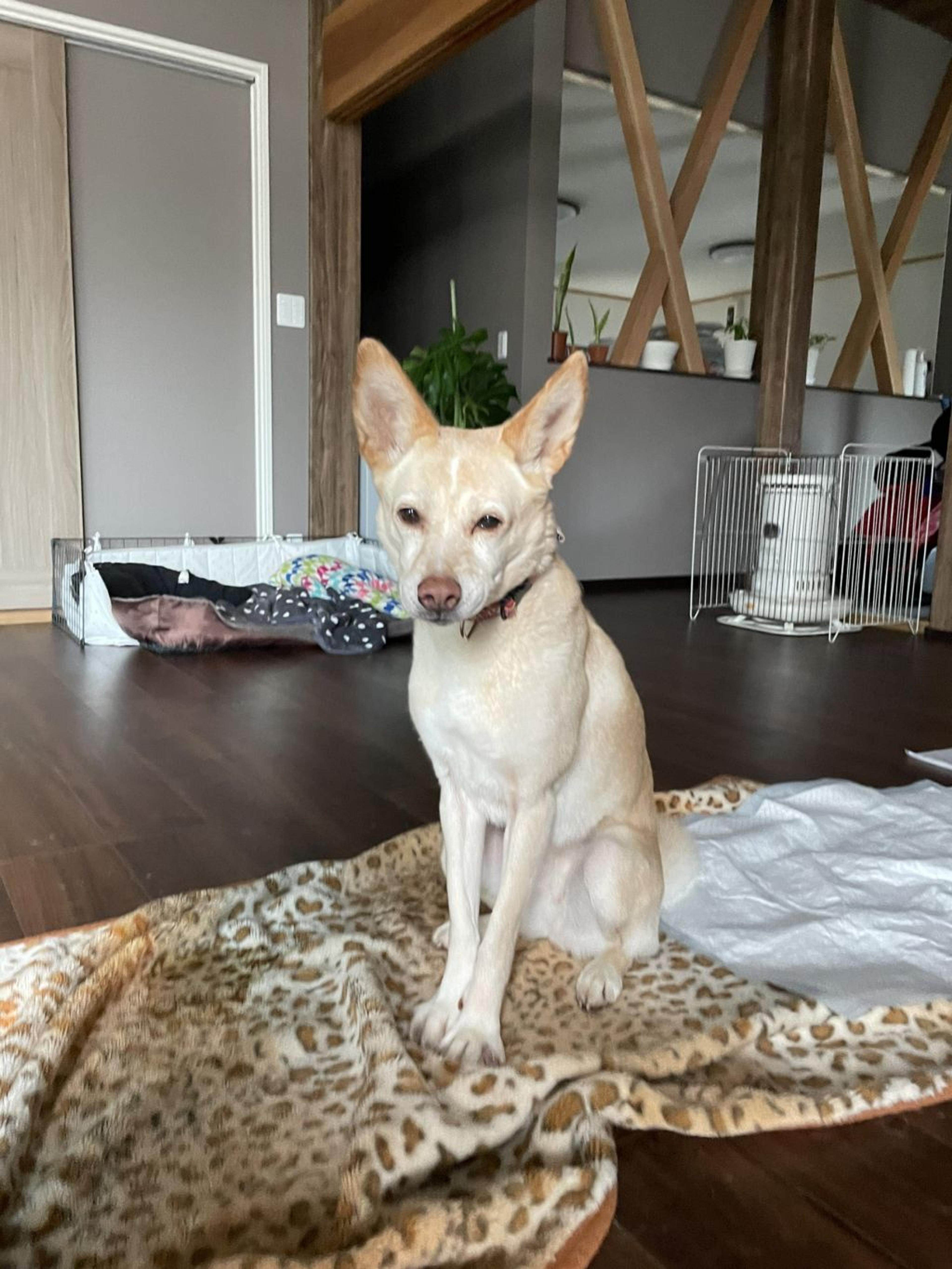 pet-image-7