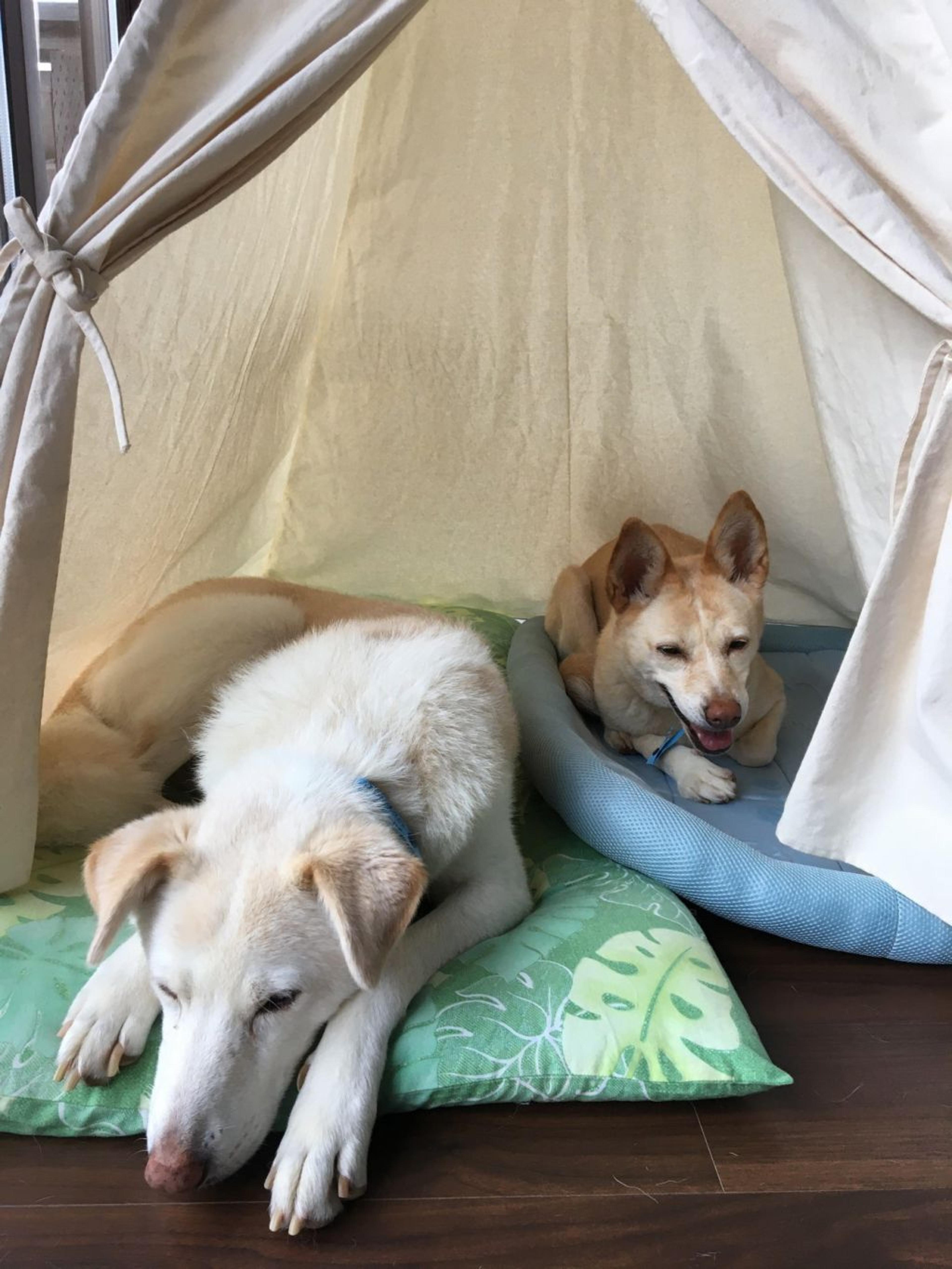 pet-image-8