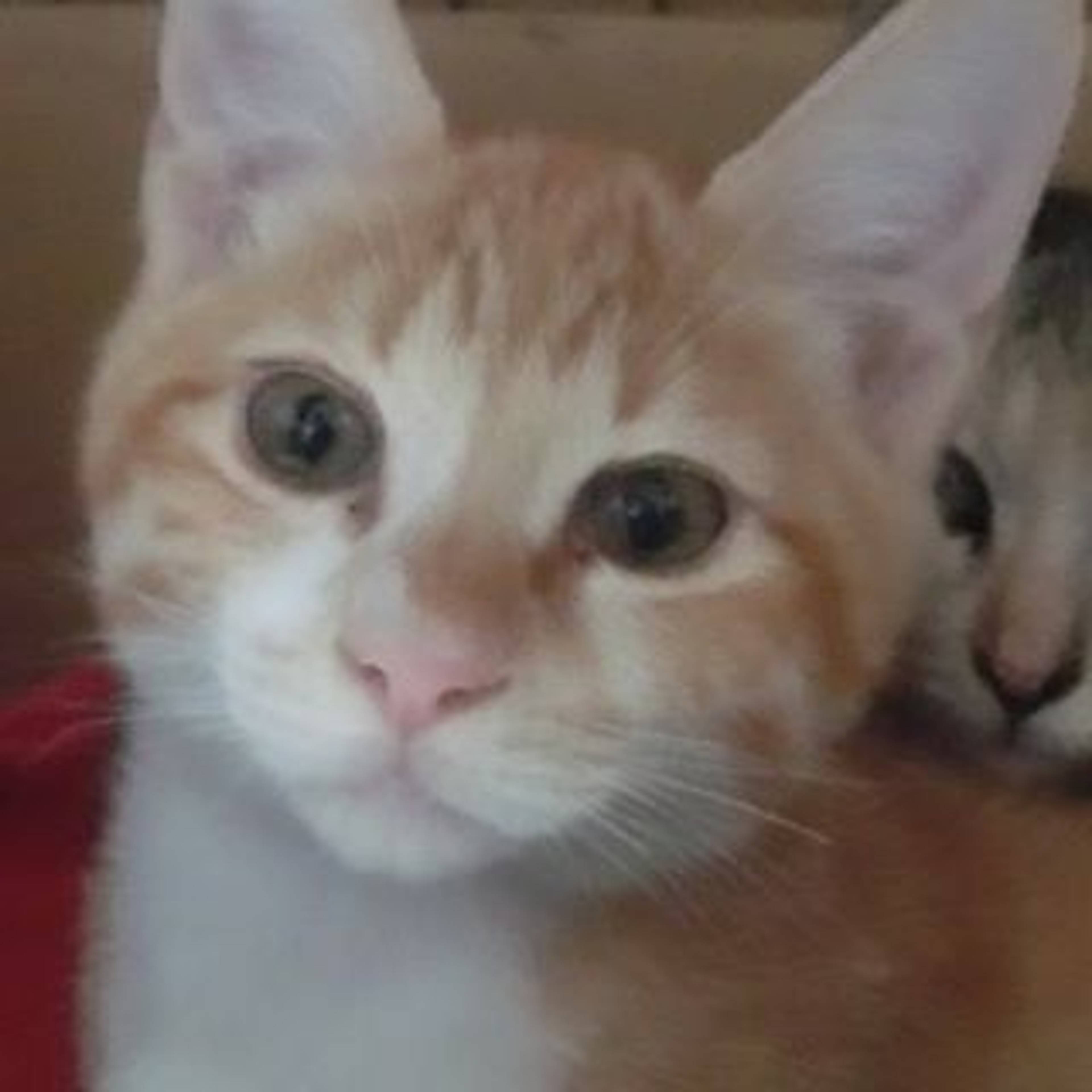 雑種（ミックス猫）・オスの里親募集の写真