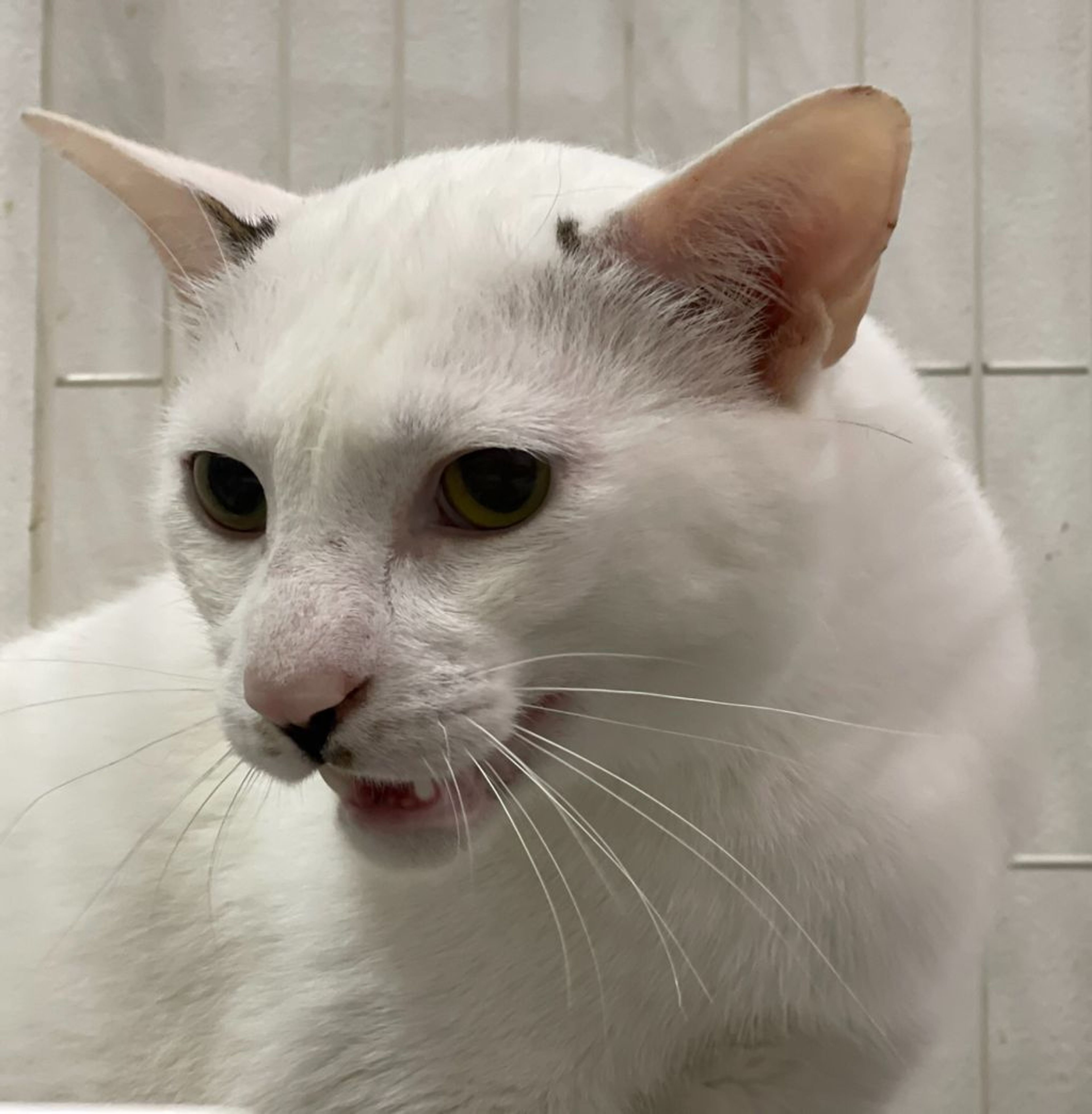 pet-image-9