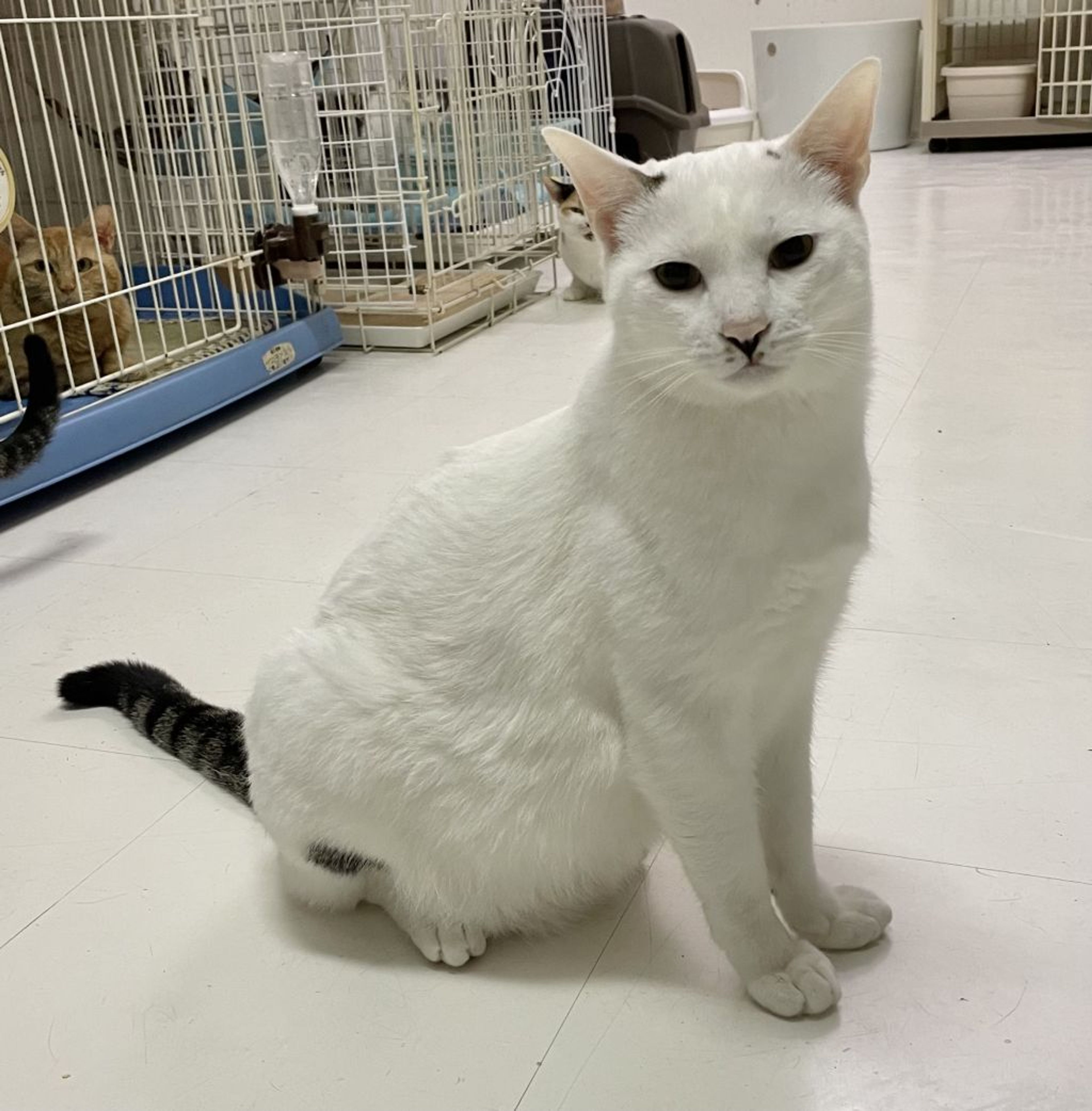 pet-image-3