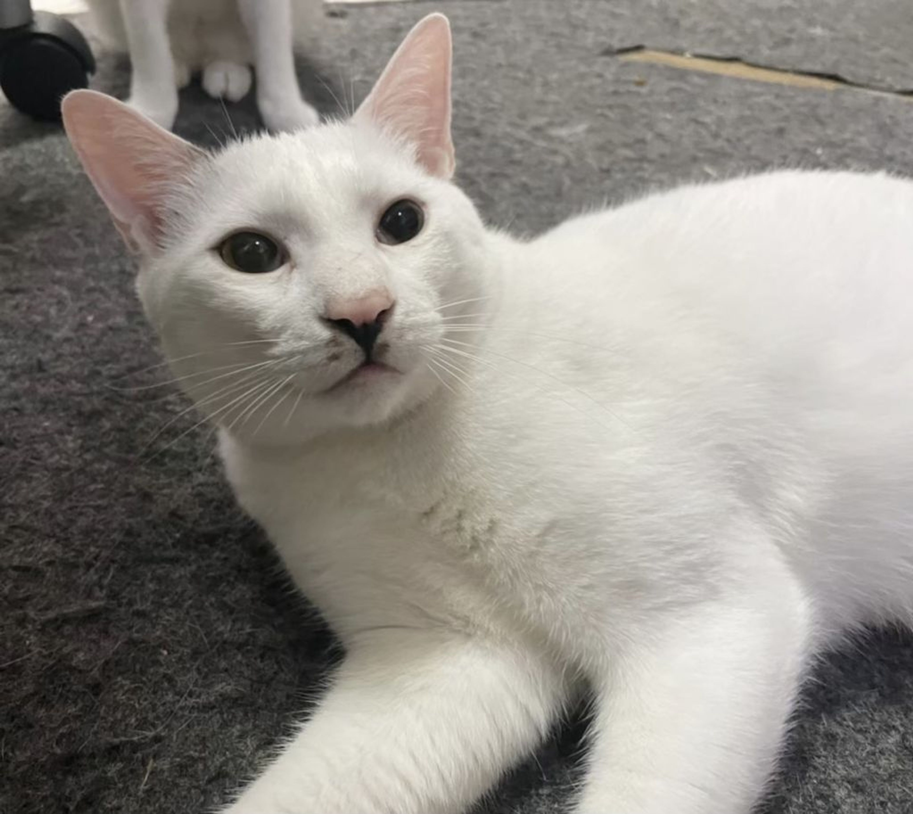 pet-image-4
