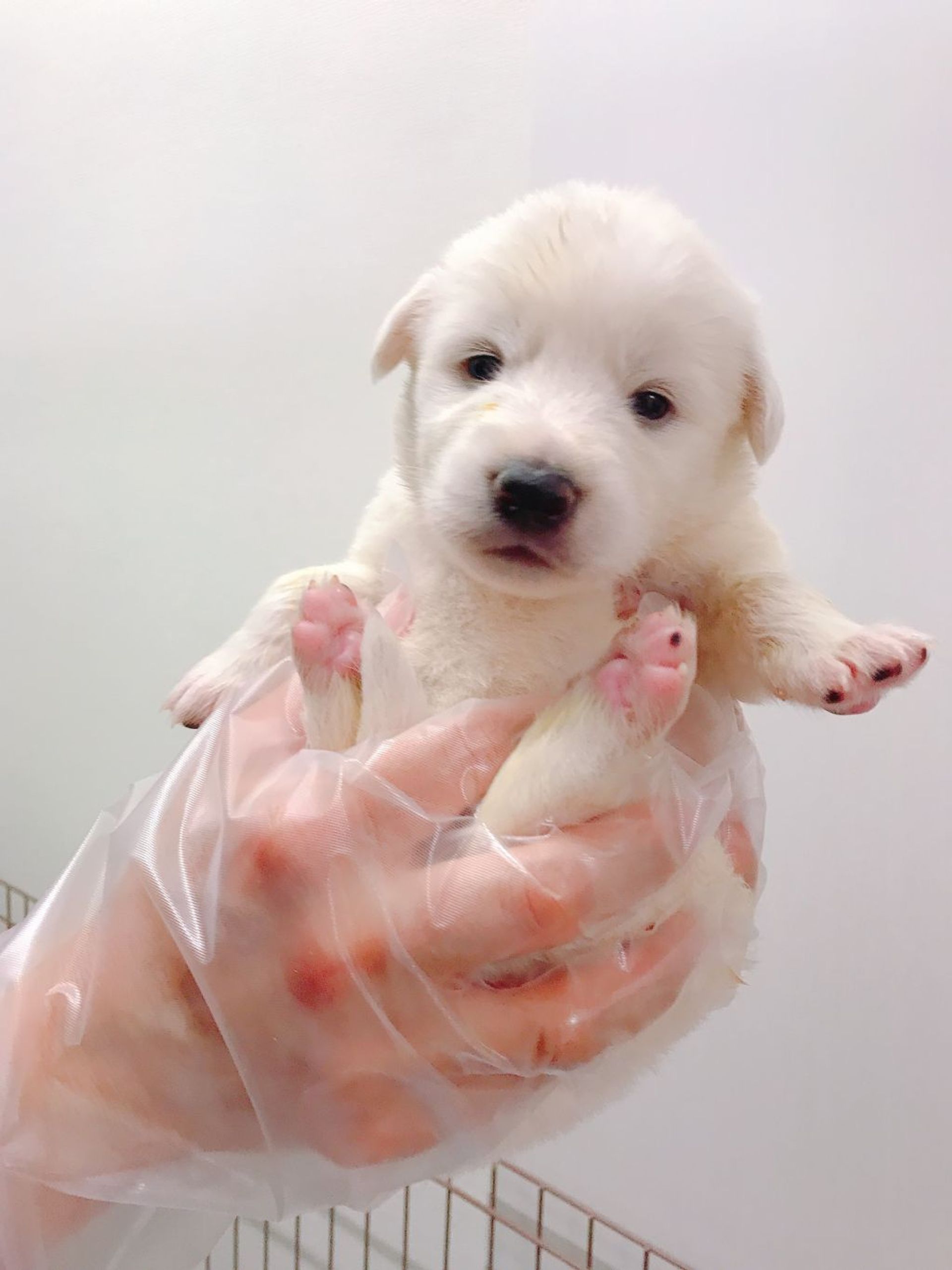 雑種（ミックス犬）・メスの里親募集の写真