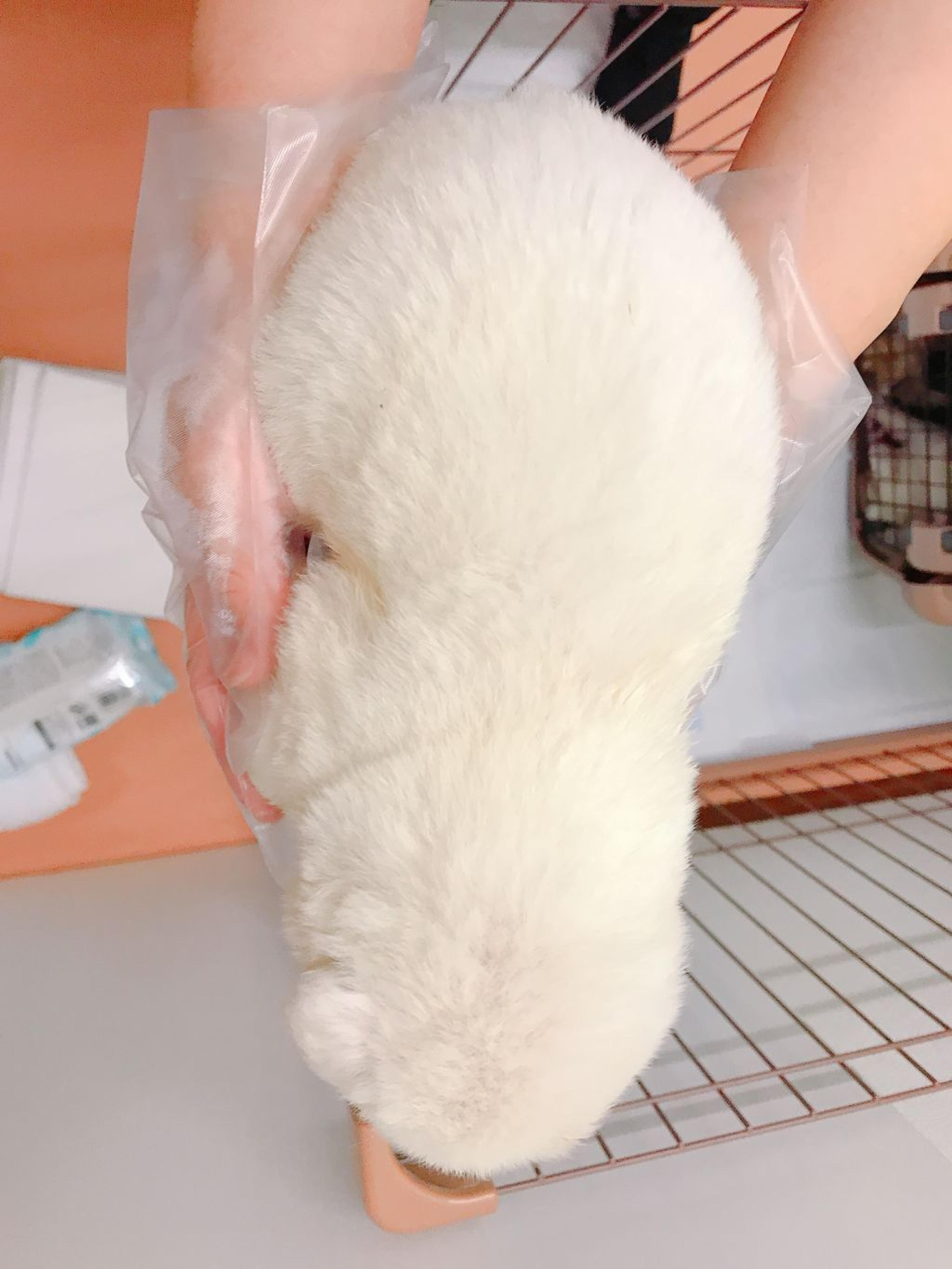 pet-image-2
