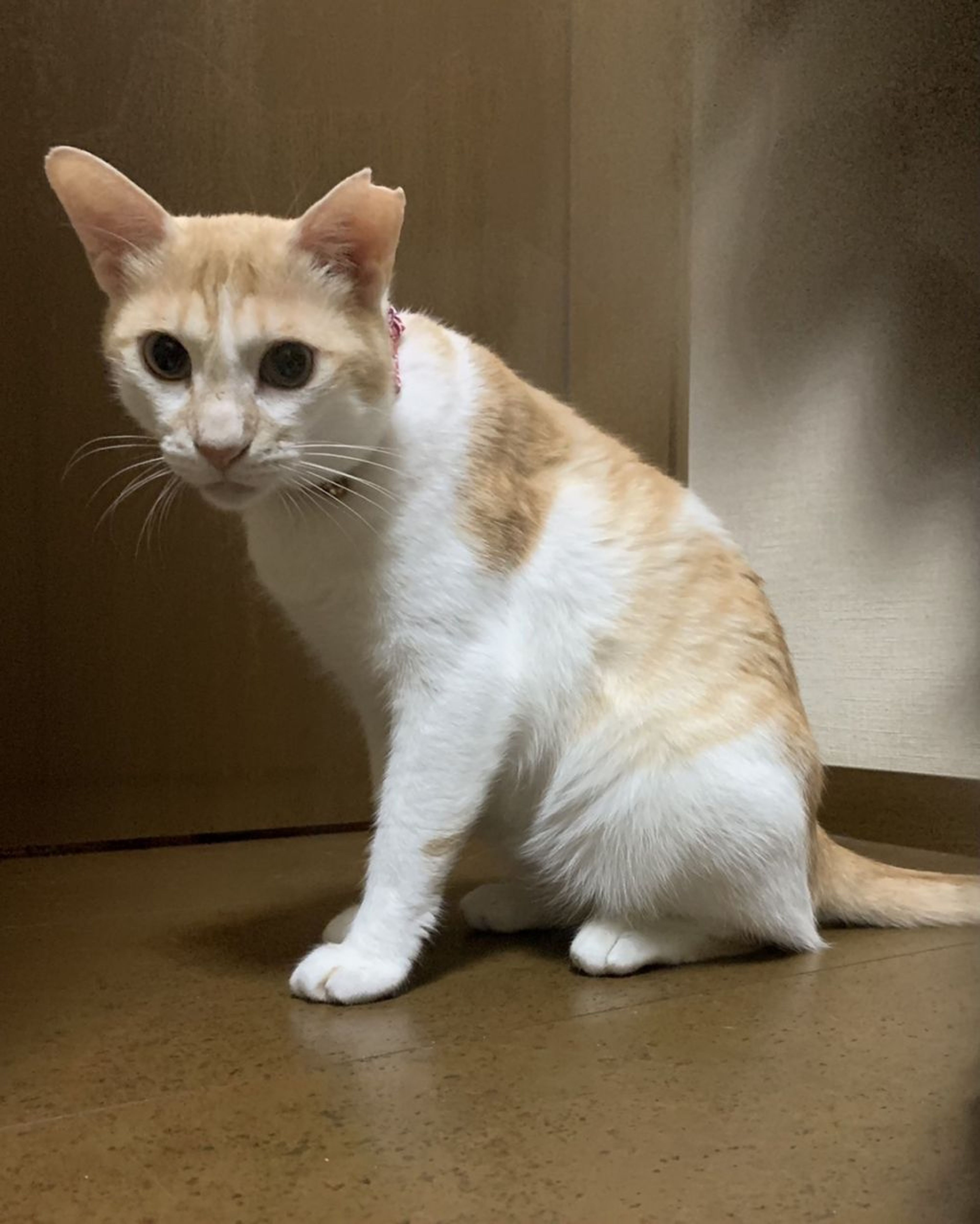 雑種（ミックス猫）・オスの里親募集の写真