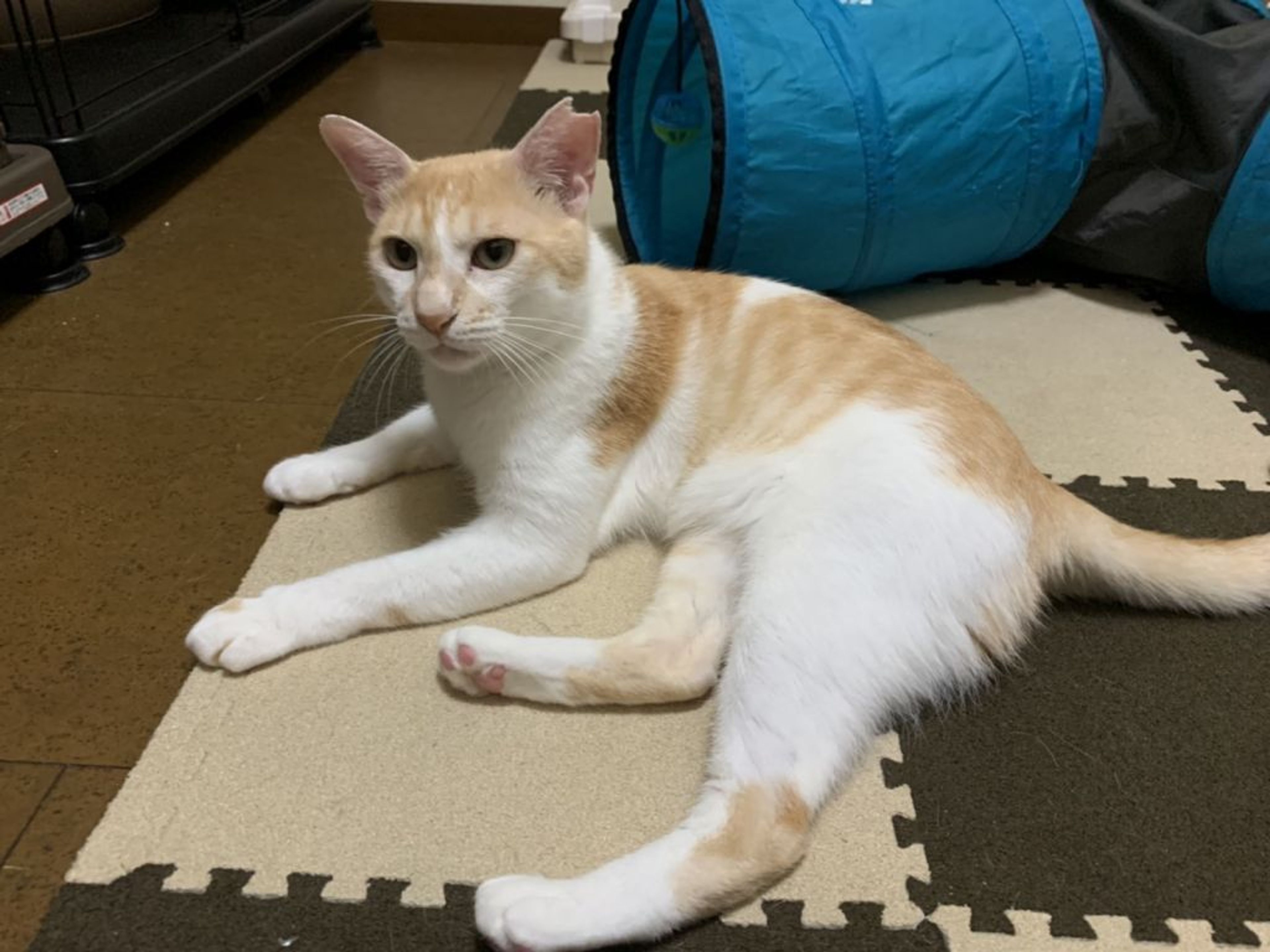 pet-image-2